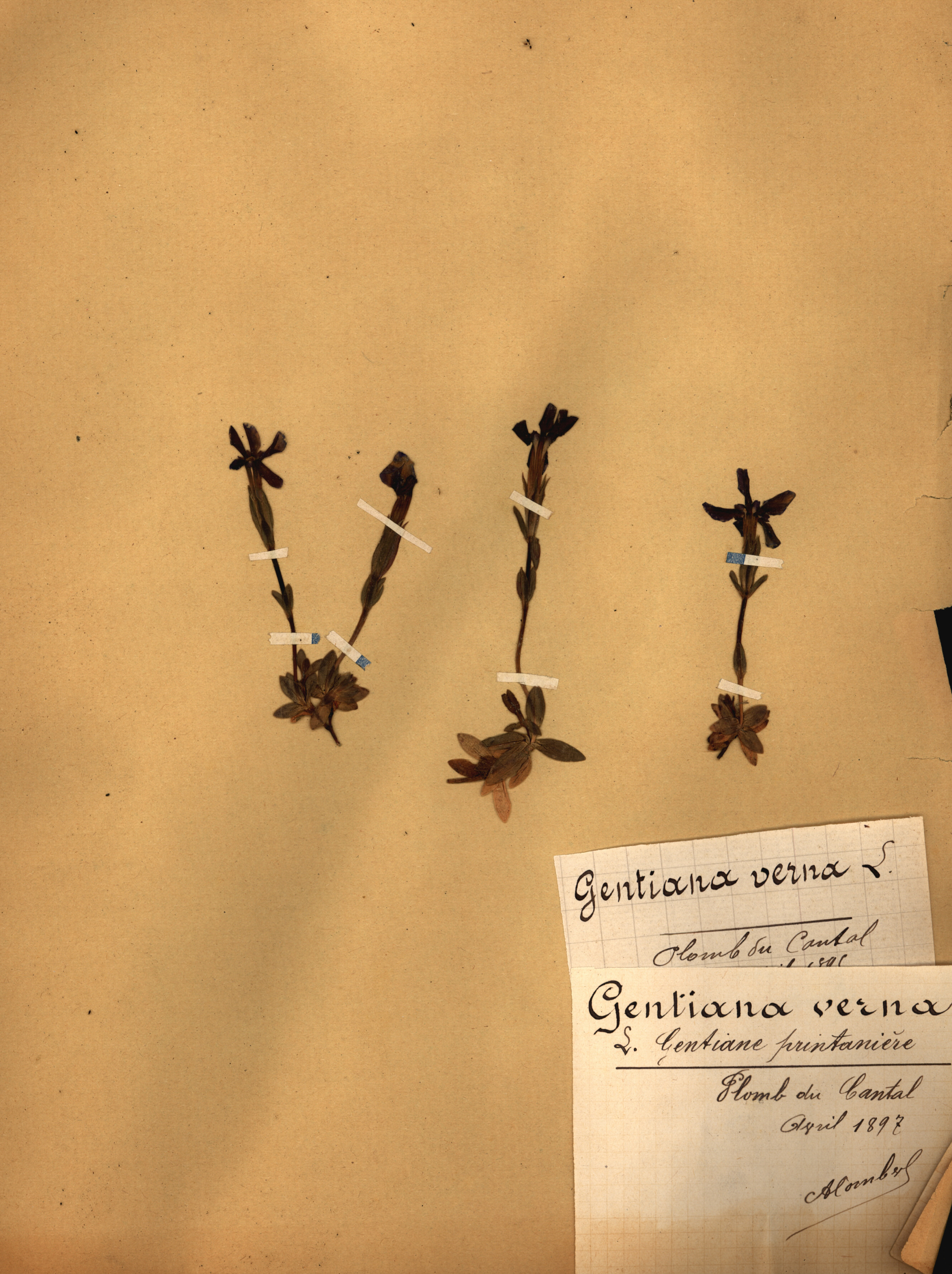 Gentiana verna CLF079534