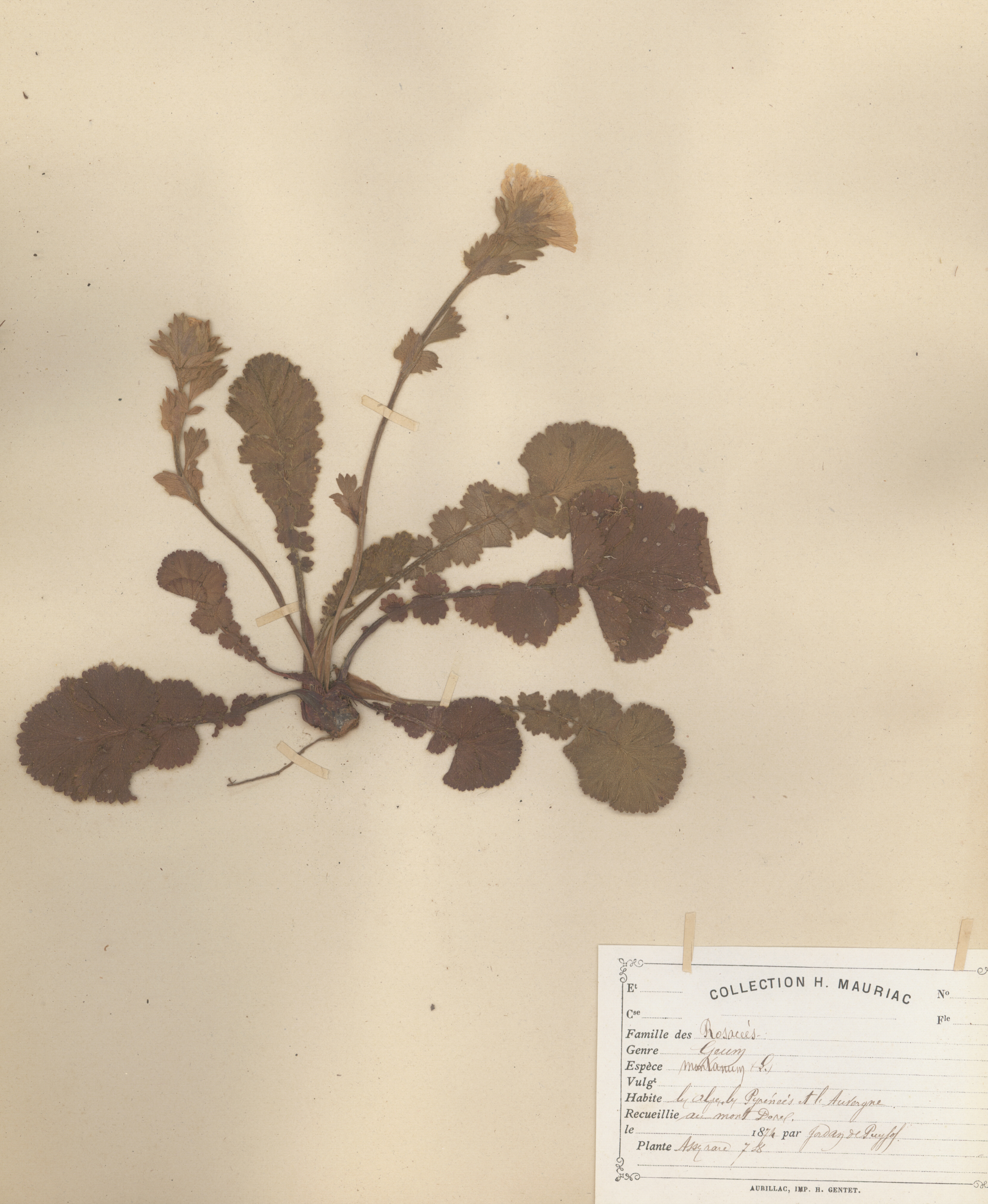 Geum montanum CLF079608