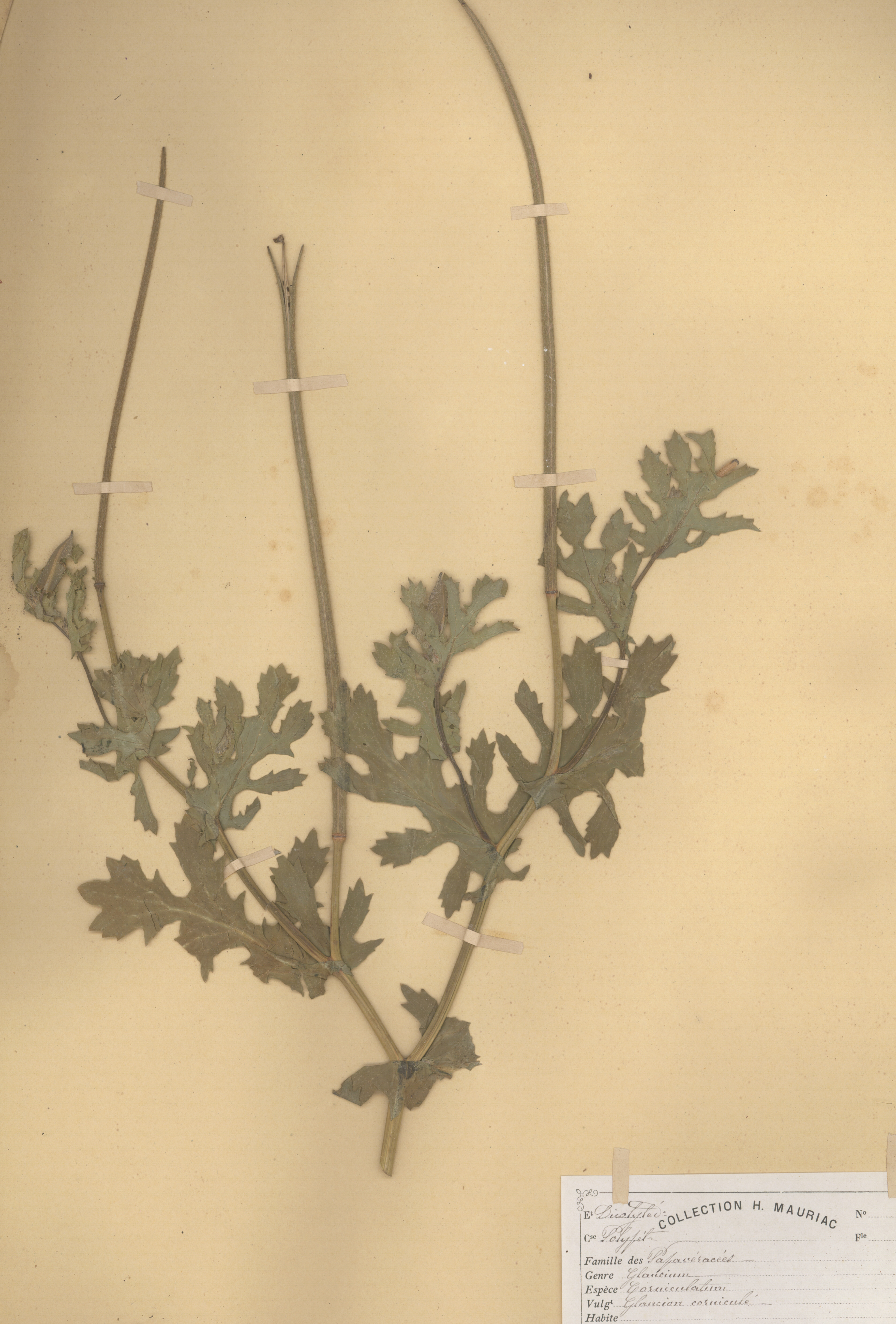 Glaucium corniculatum CLF079577