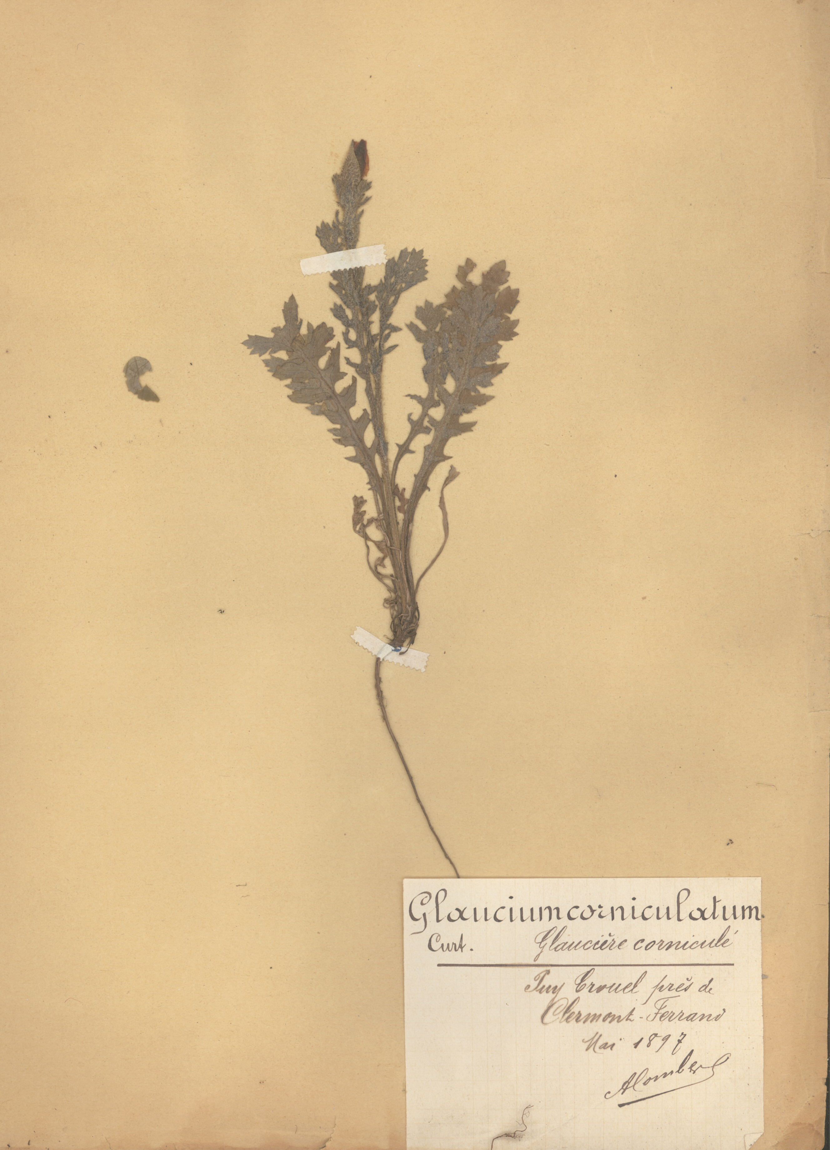 Glaucium corniculatum CLF079578