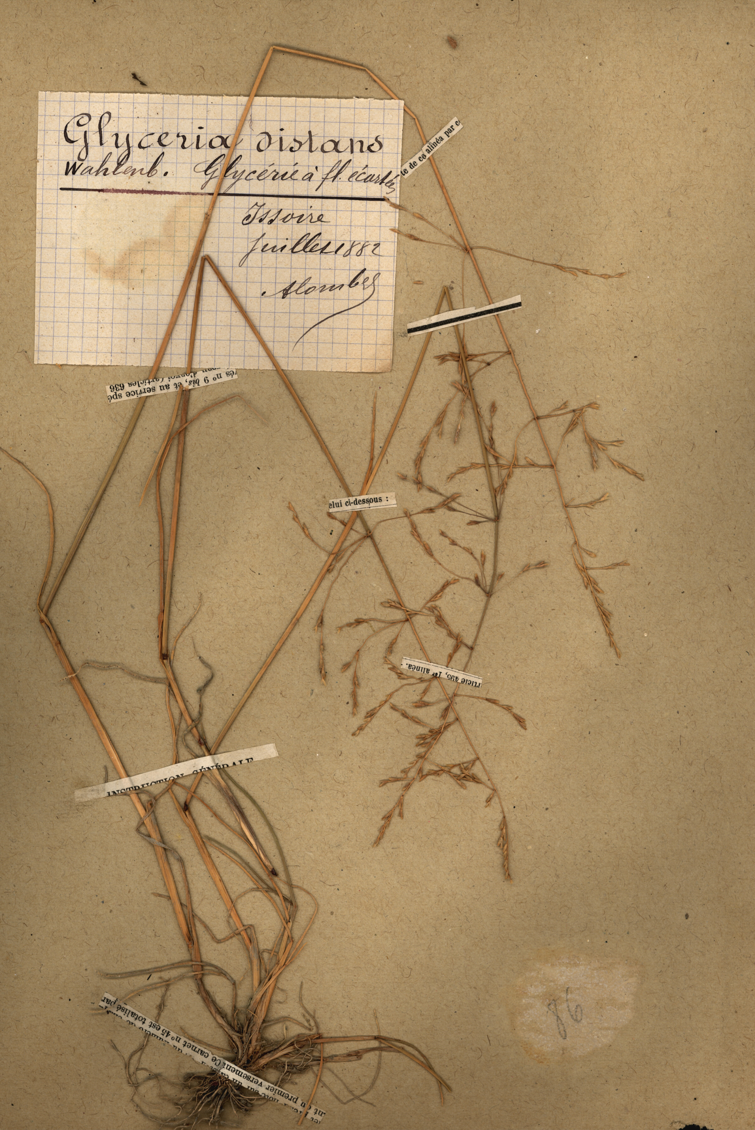 Glyceria distans CLF079558