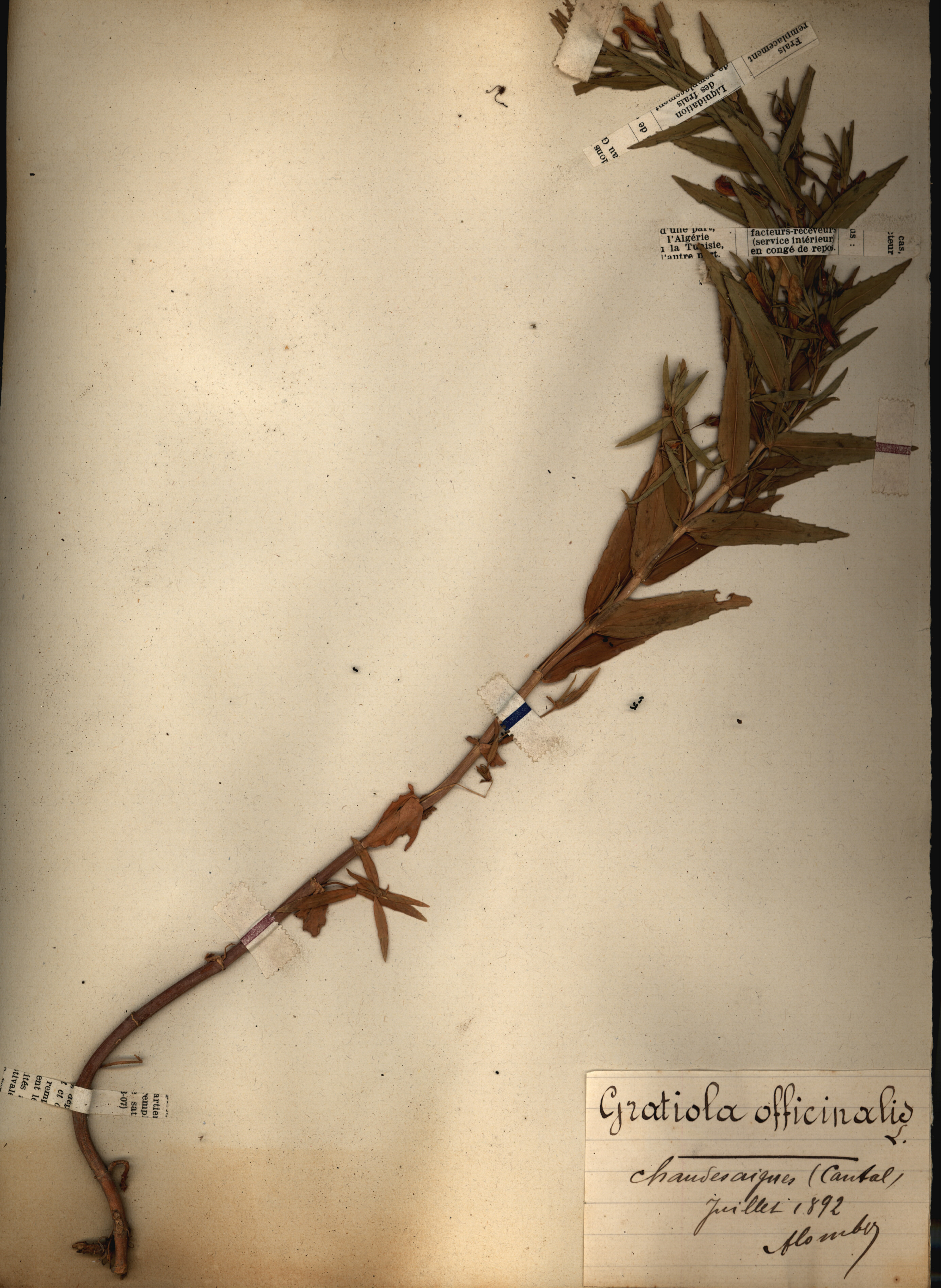 Gratiola officinalis CLF079511