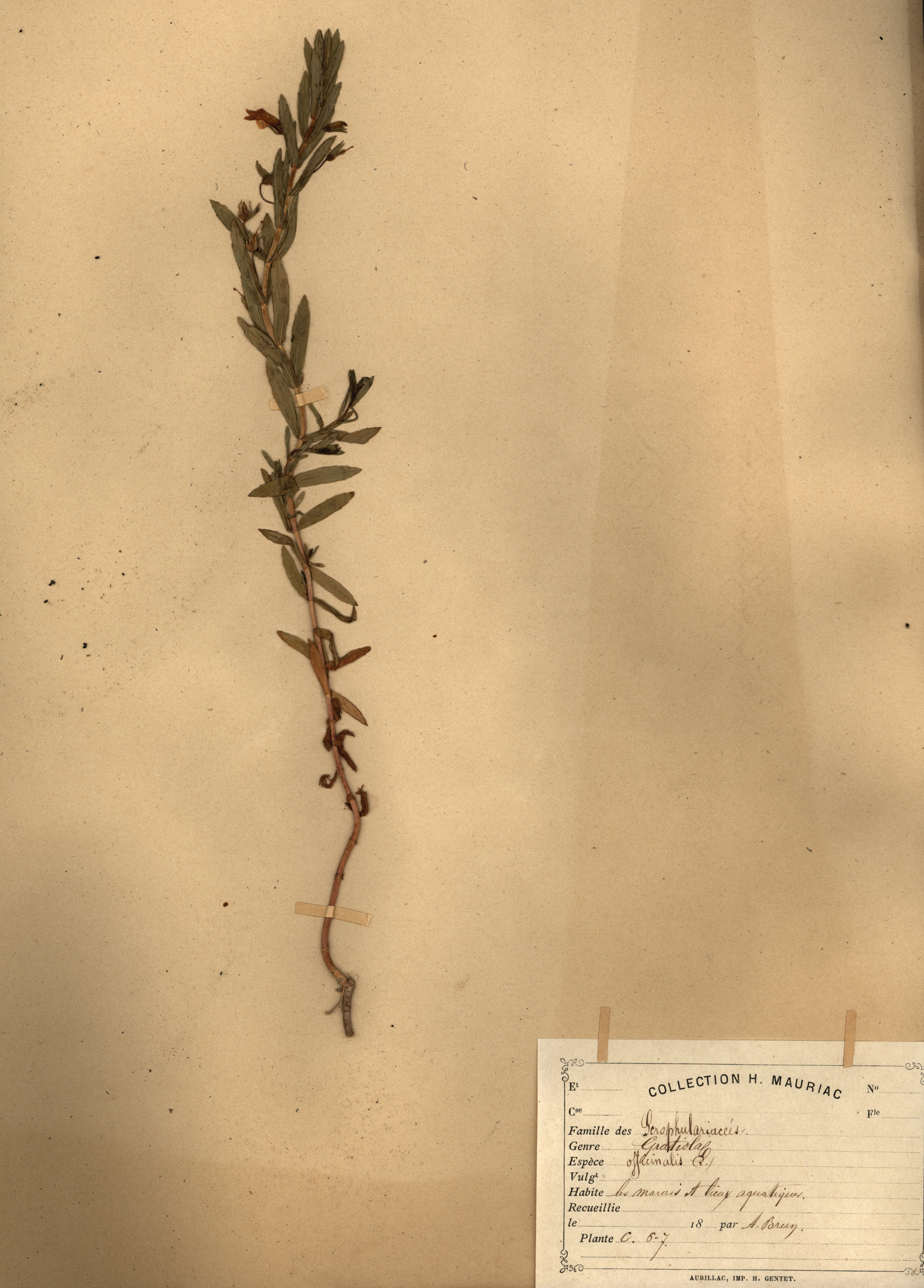 Gratiola officinalis CLF079512
