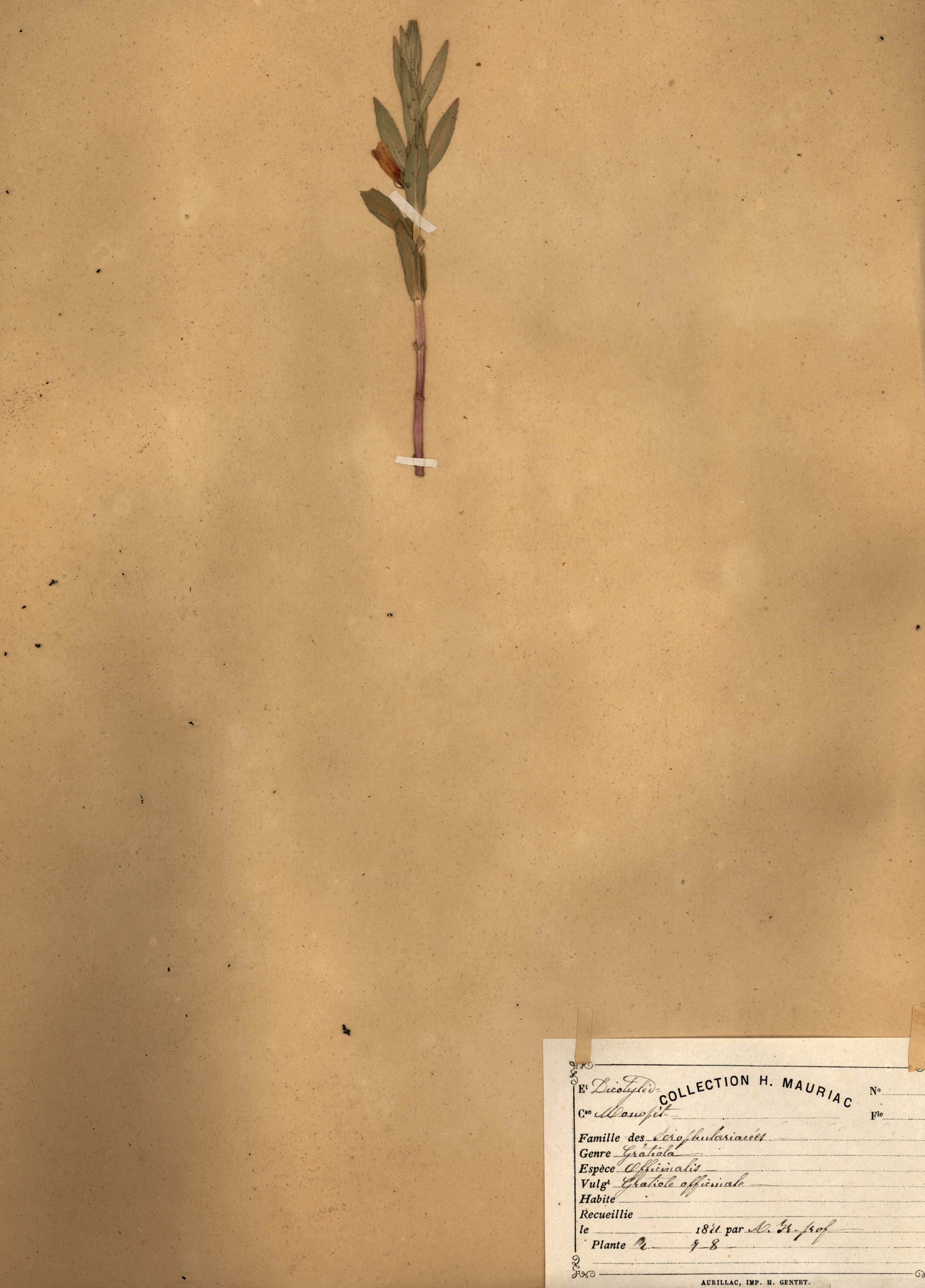 Gratiola officinalis CLF079513