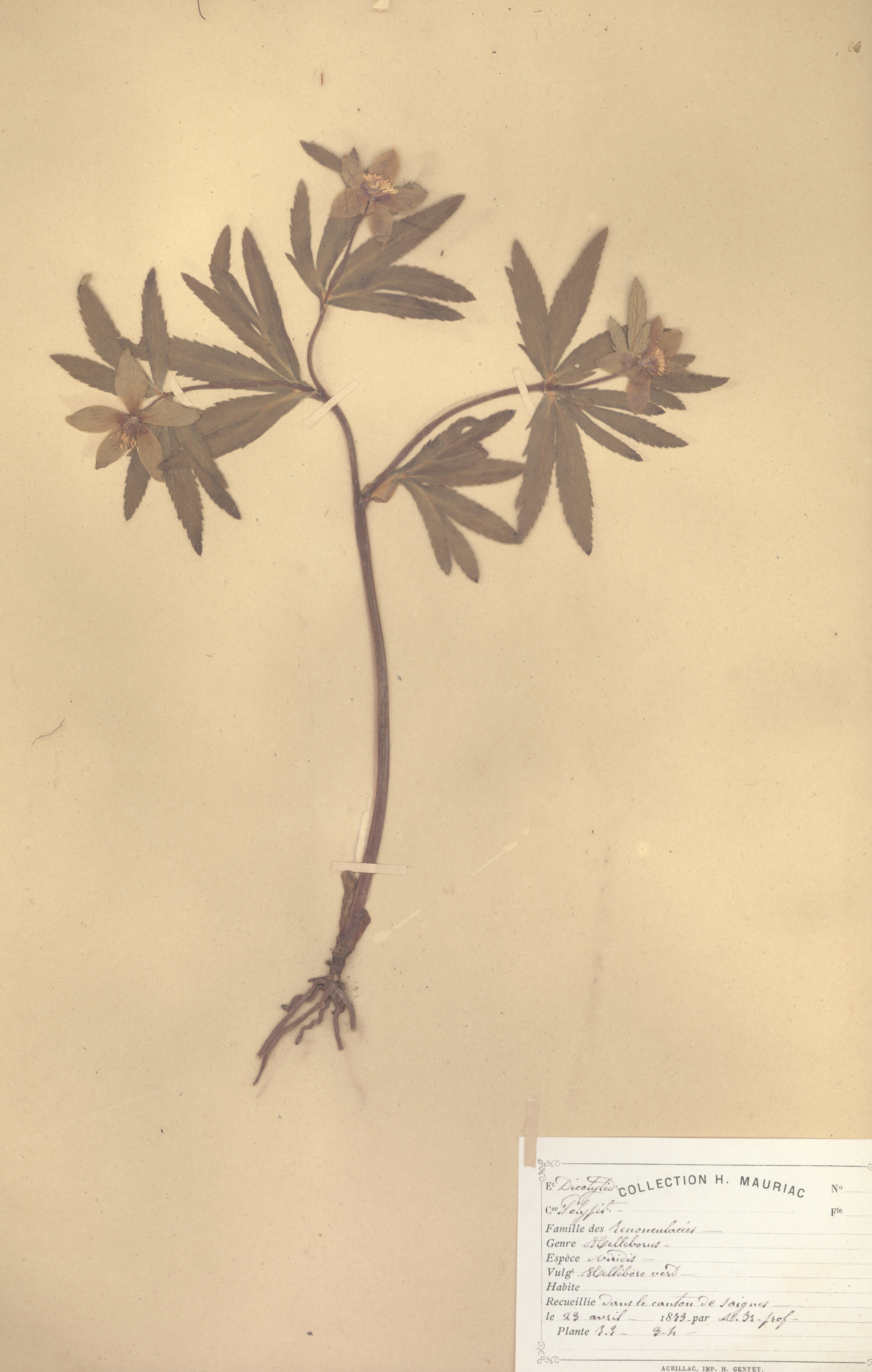 Helleborus viridis CLF079601