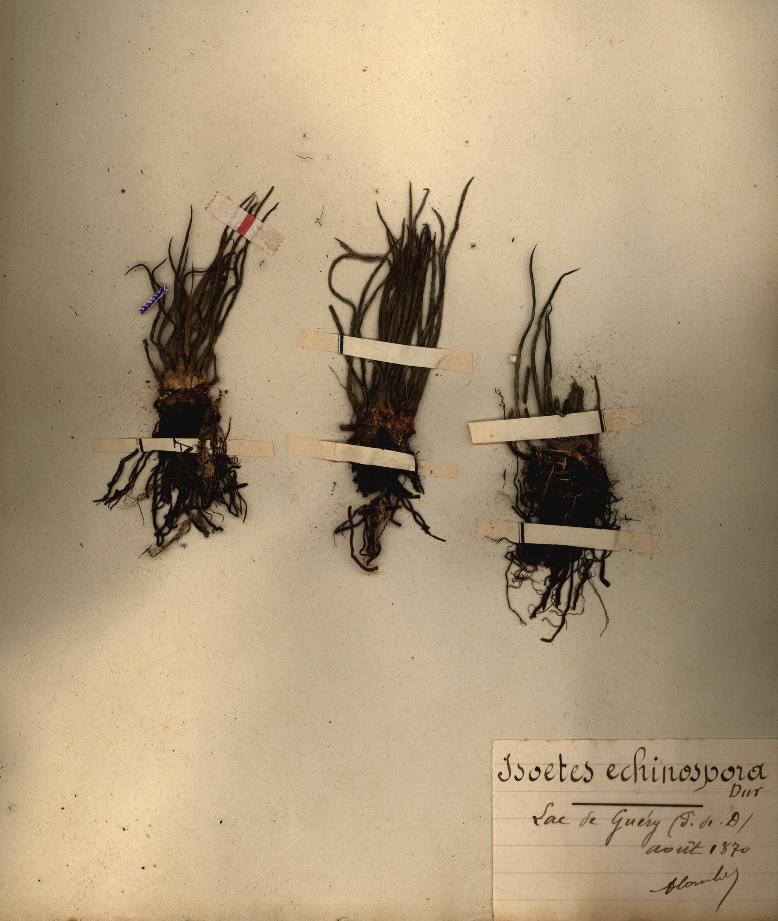 Isoetes echinospora CLF079536