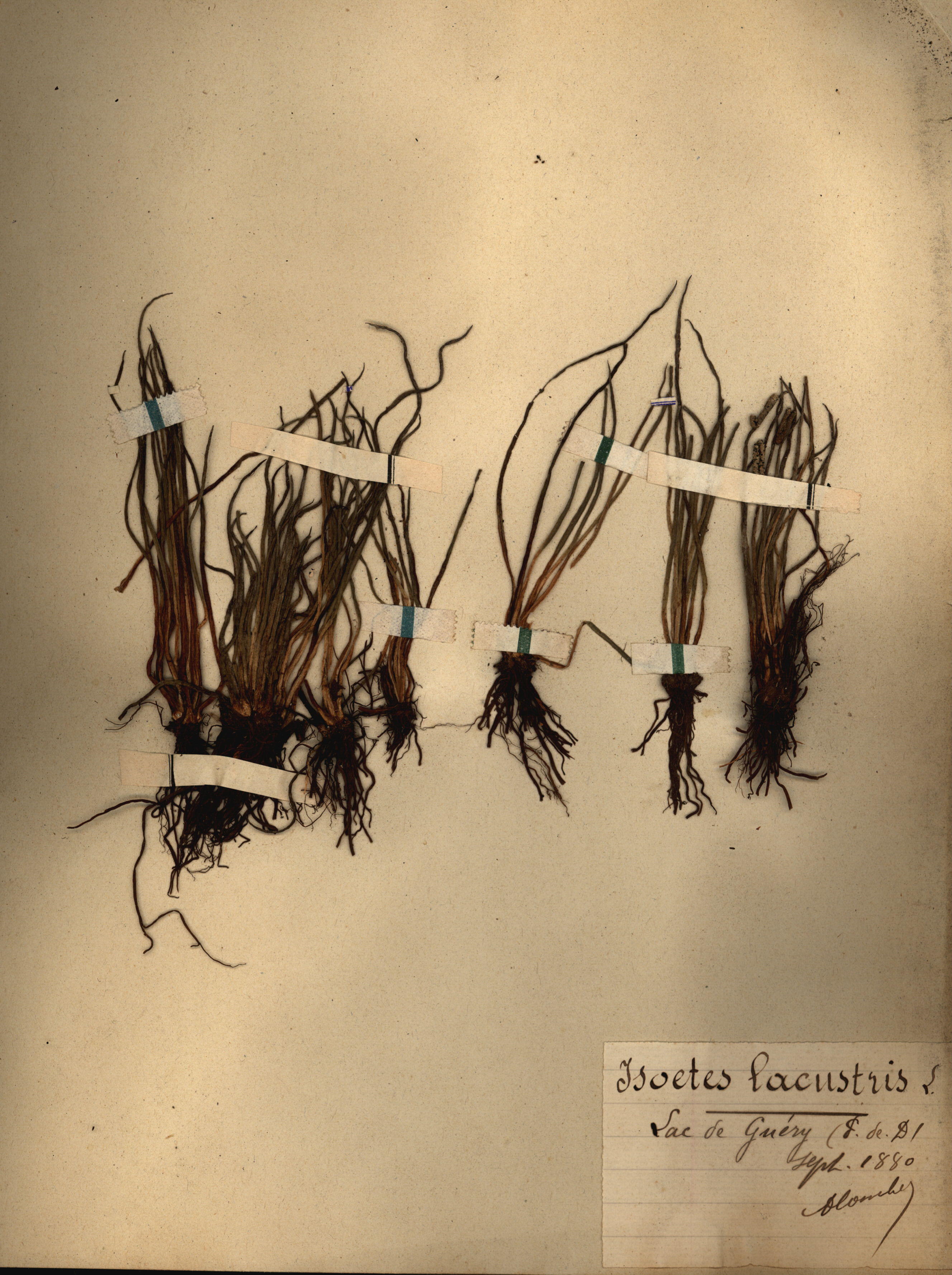 Isoetes lacustris CLF079535