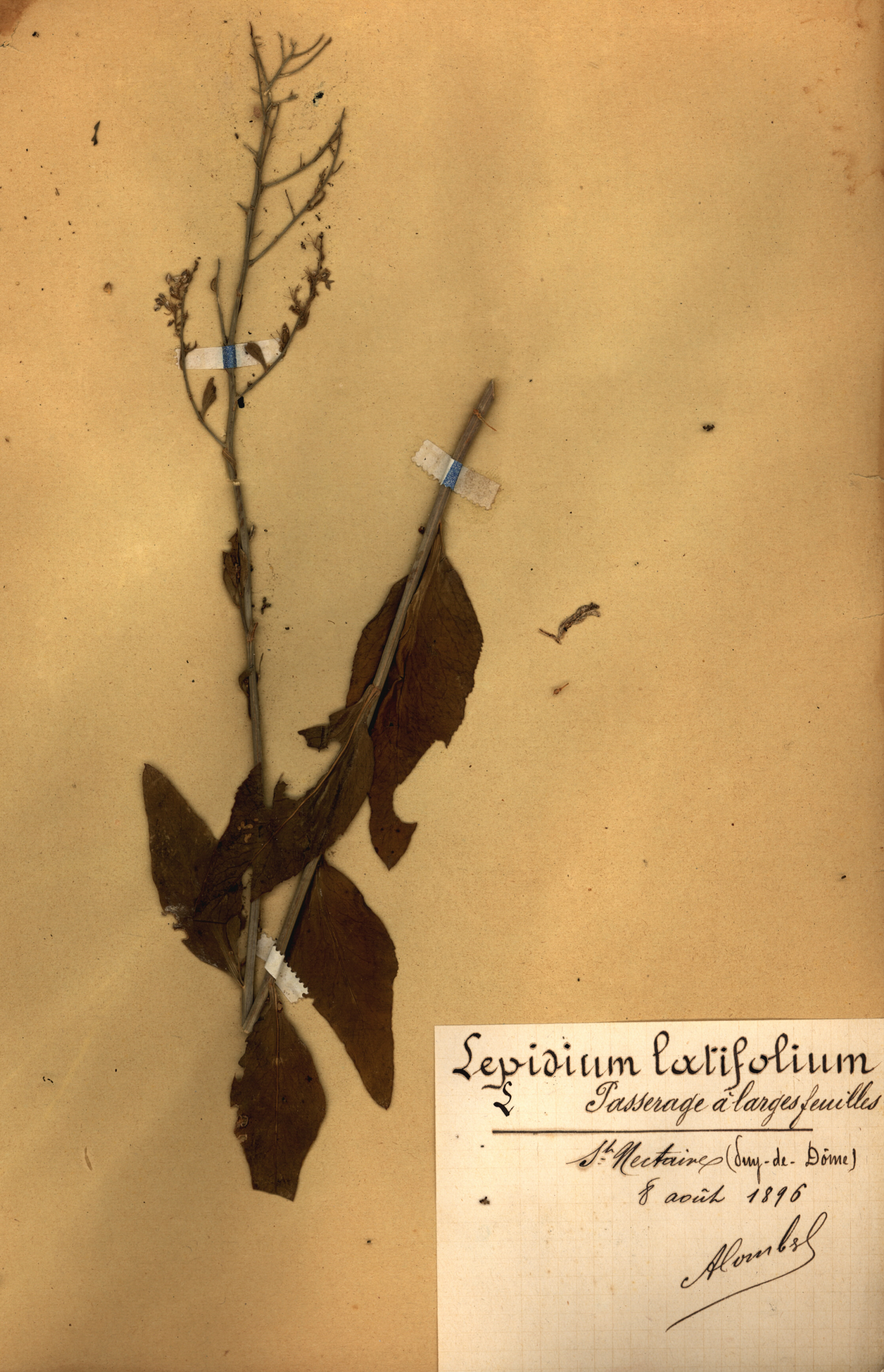 Lepidium latifolium CLF079541