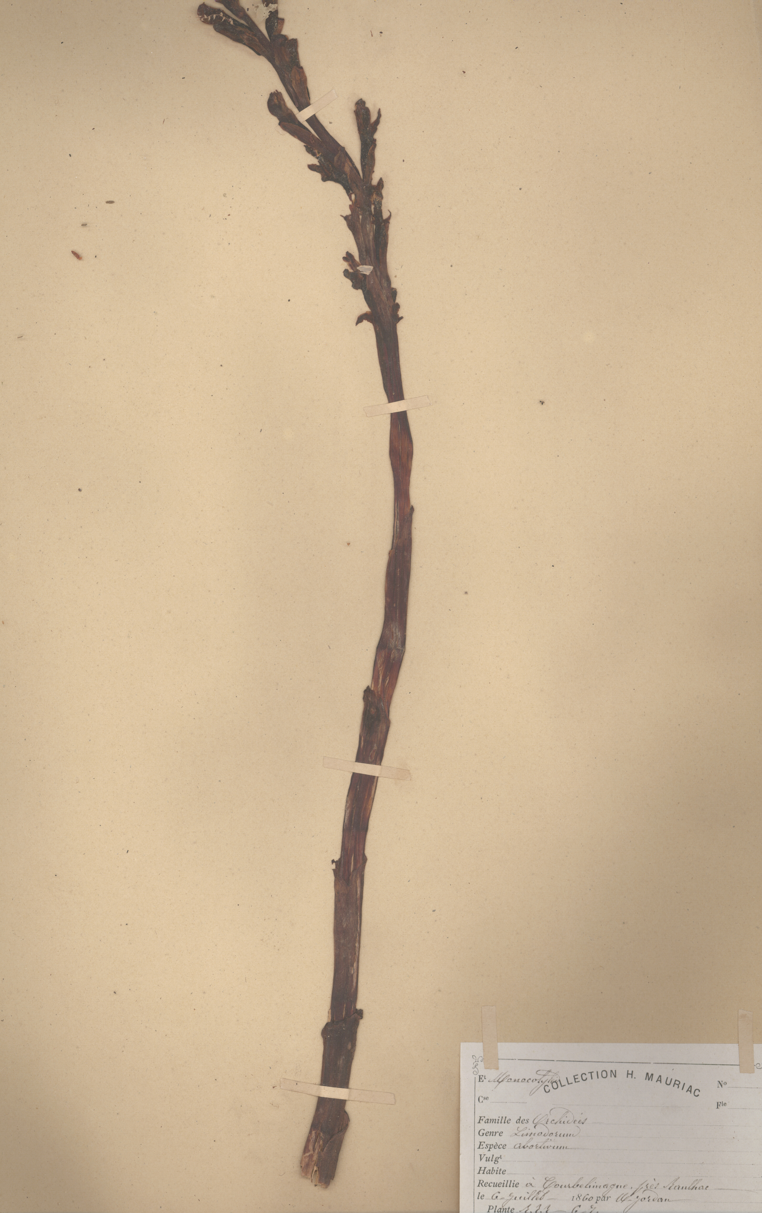 Limodorum abortivum CLF079596