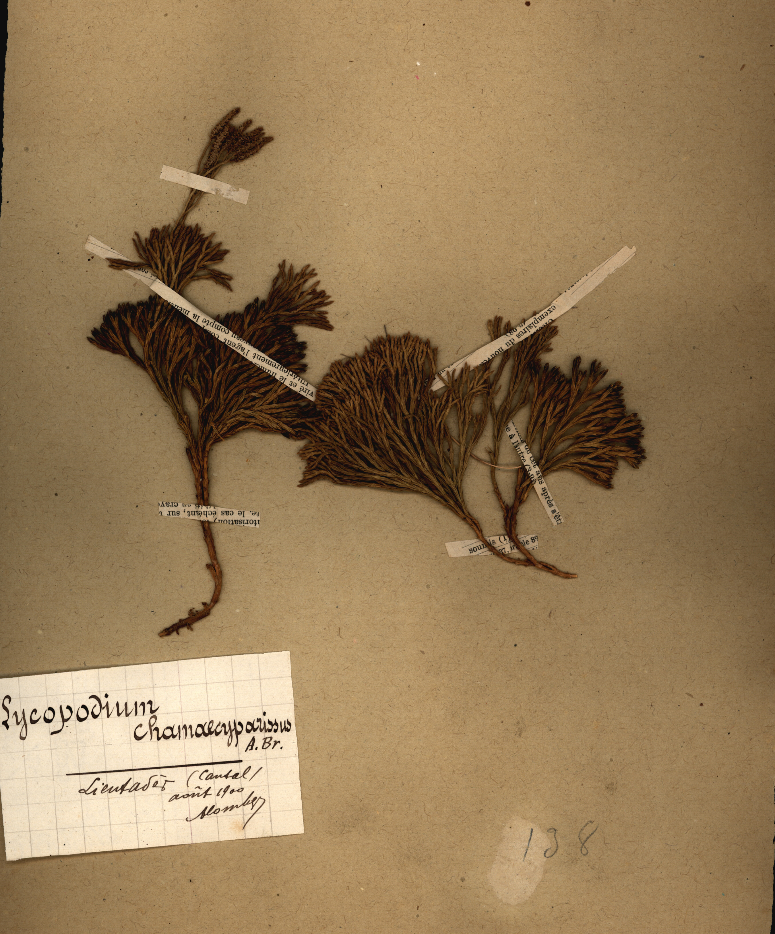 Lycopodium chamaecyparissus CLF079546