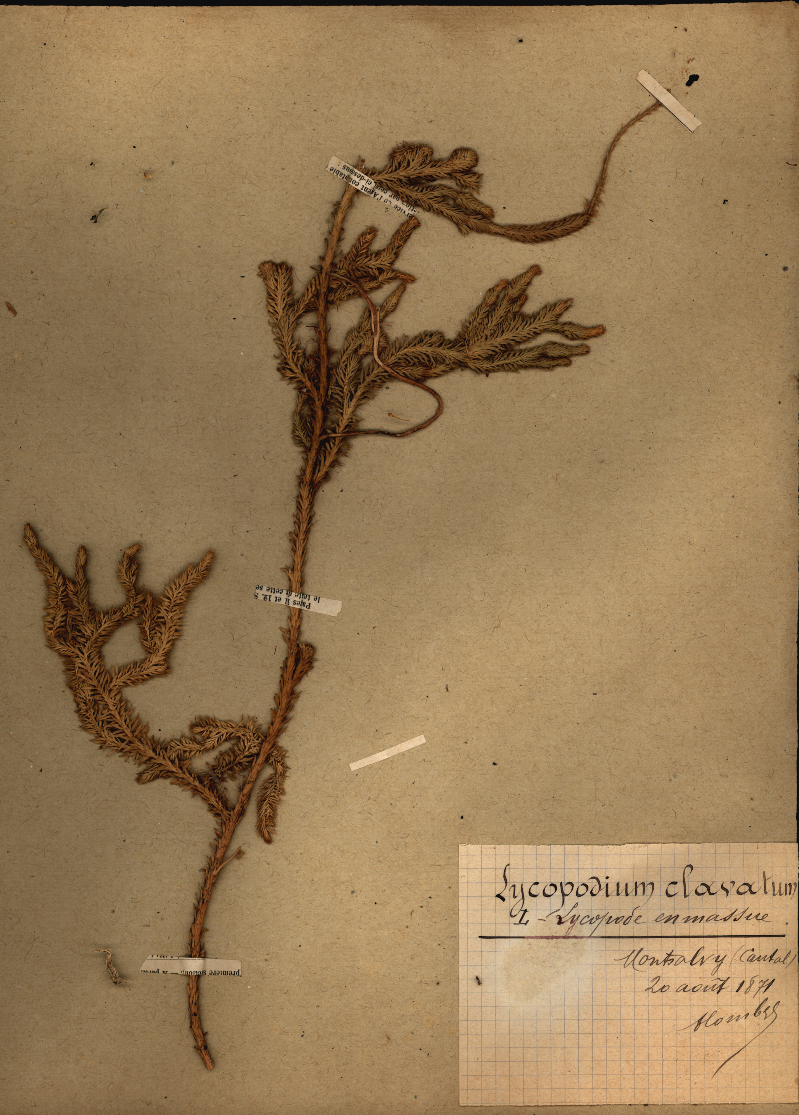 Lycopodium clavatum CLF079543