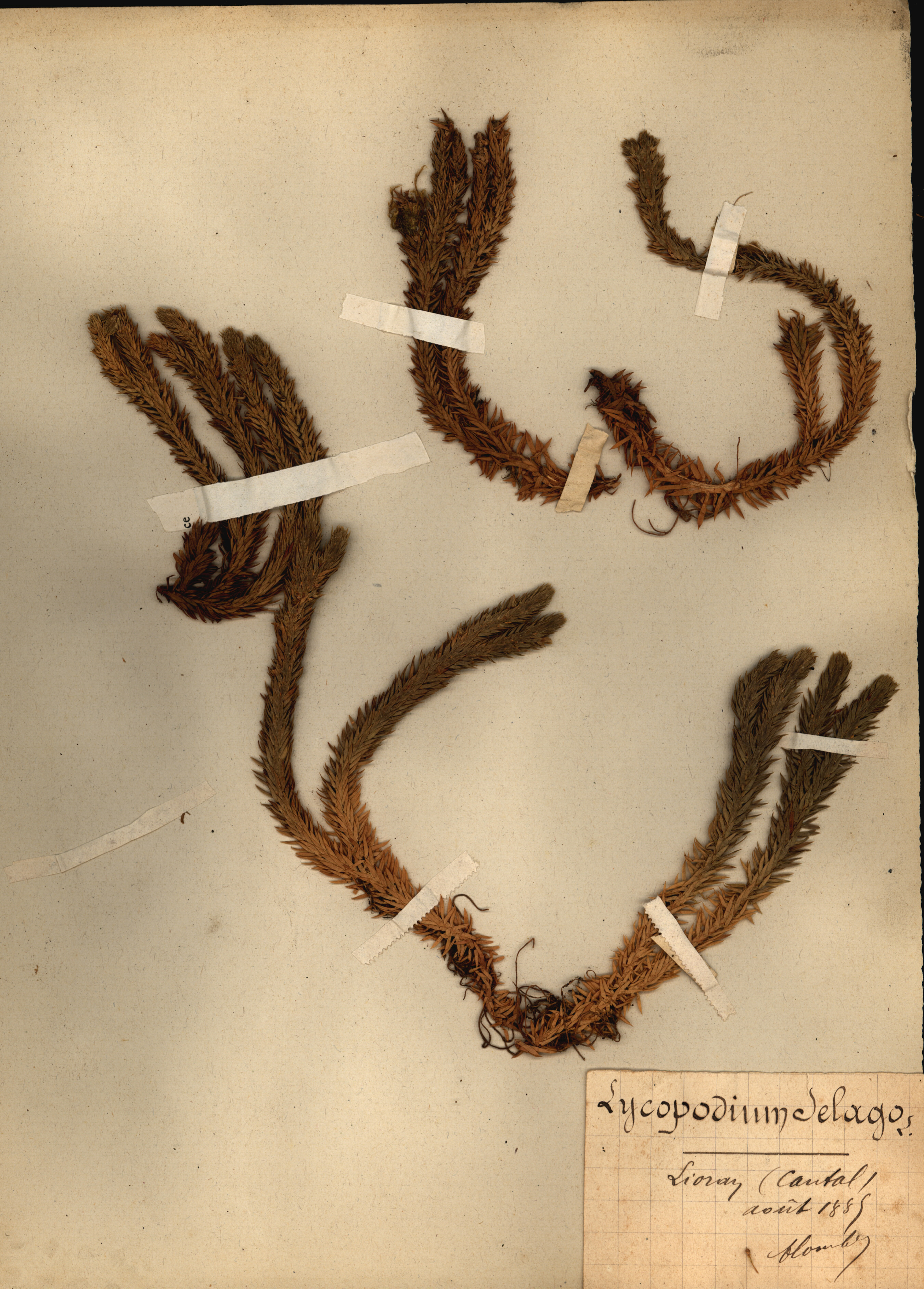 Lycopodium selago CLF079544
