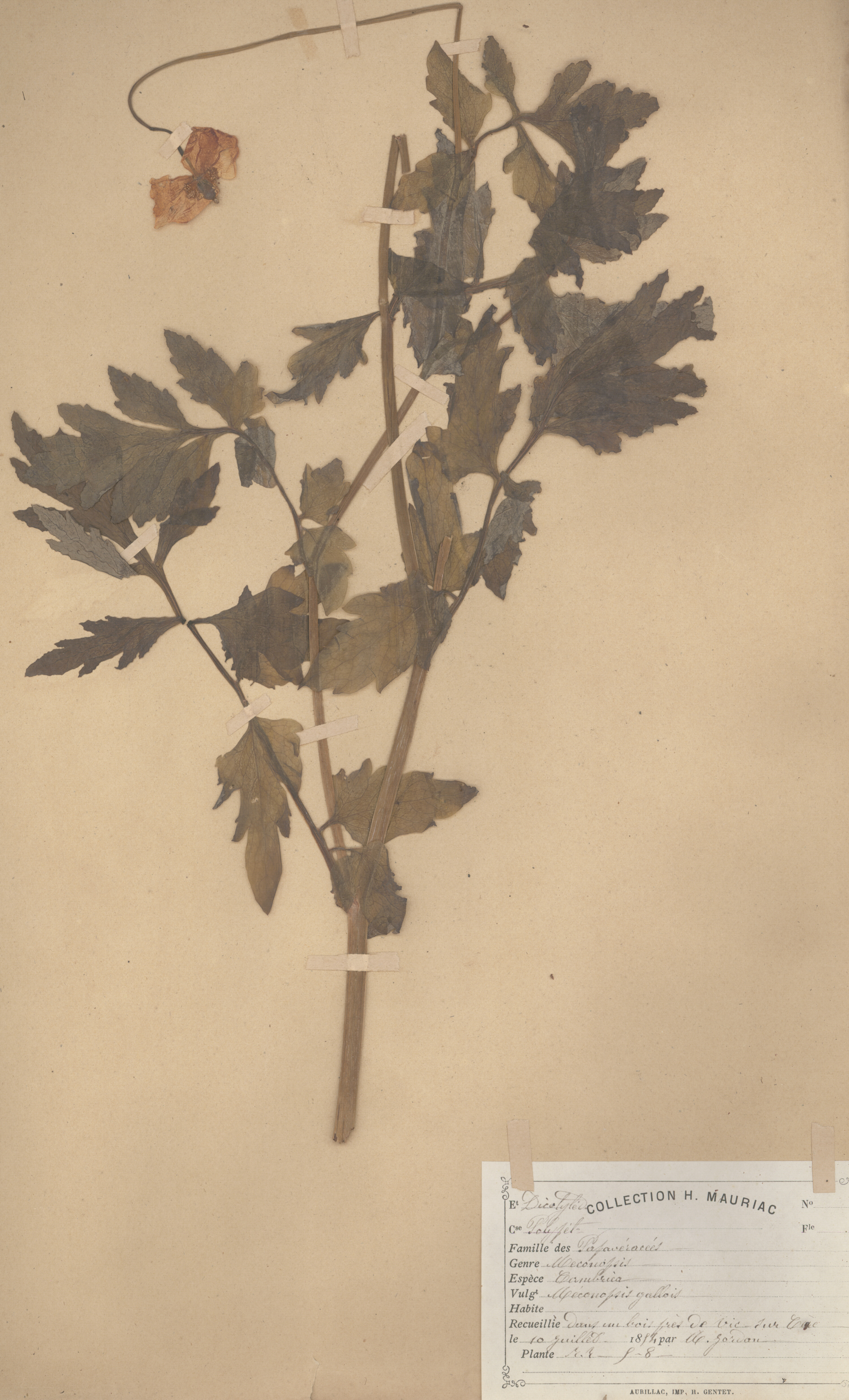 Meconopsis cambrica CLF079576