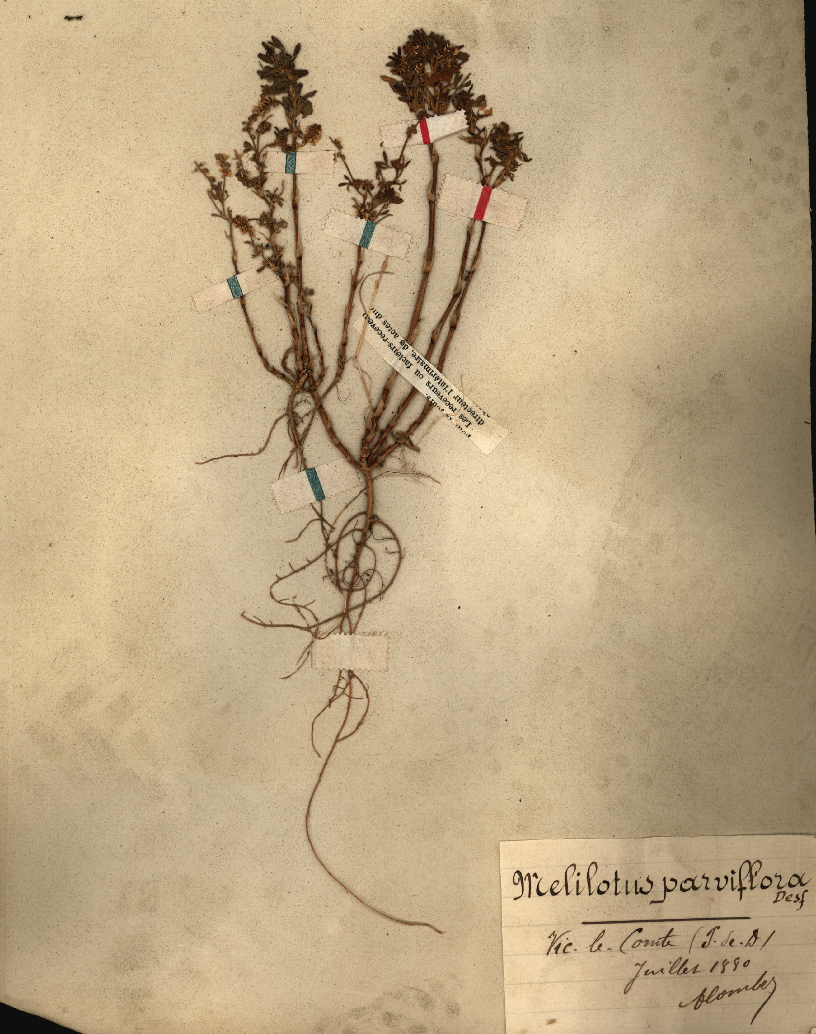 Melilotus parviflora CLF079563