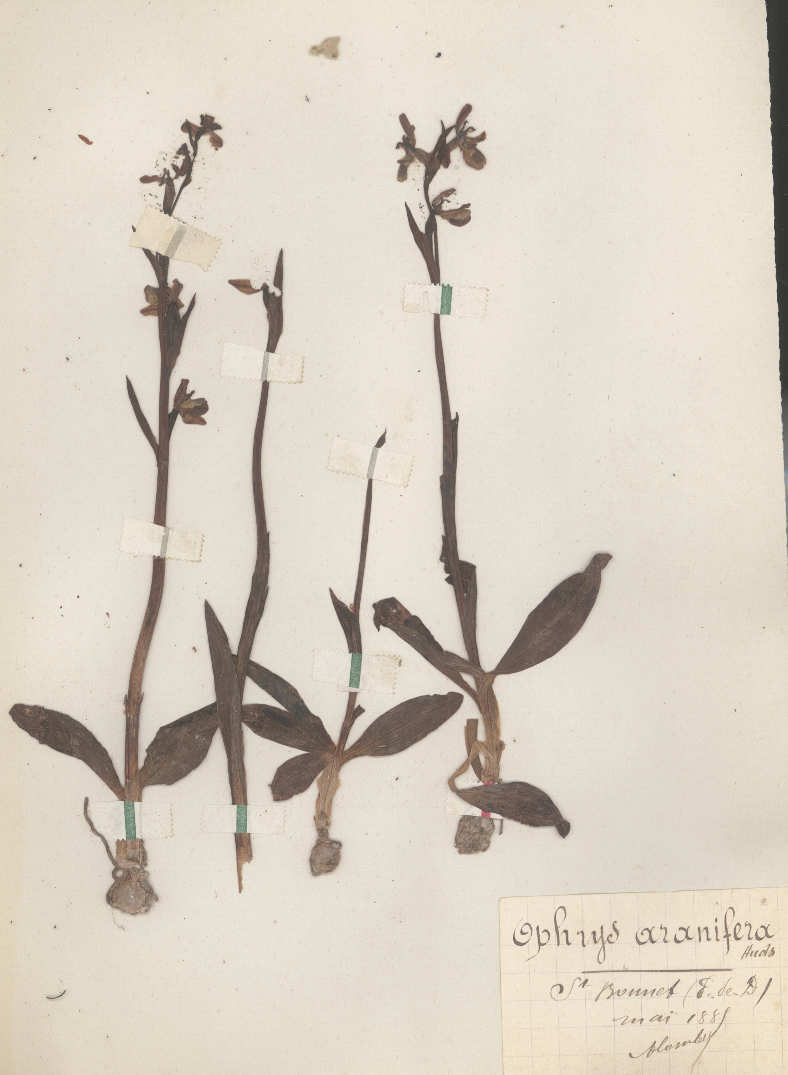 Ophrys aranifera CLF079588