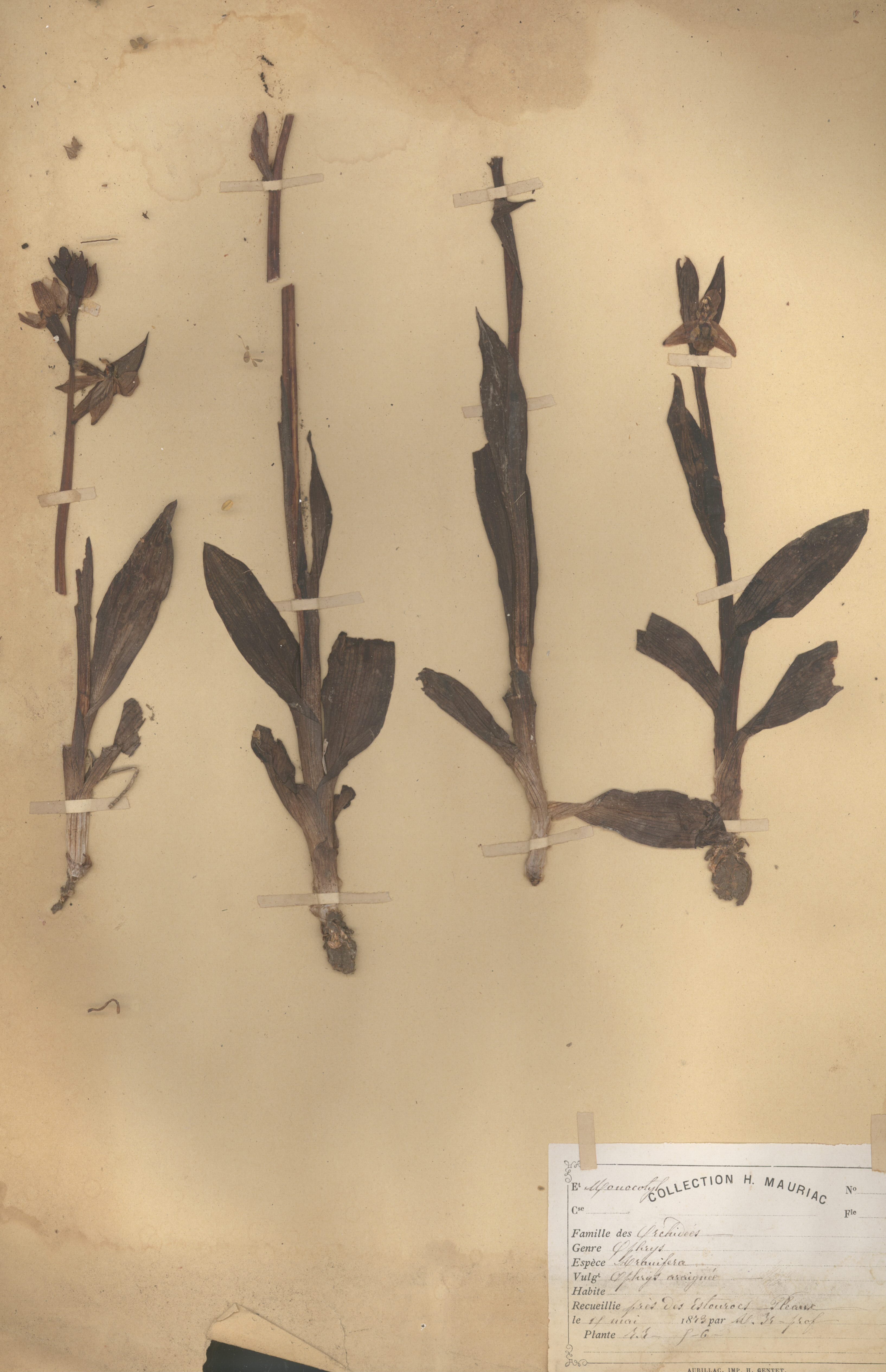 Ophrys aranifera CLF079616