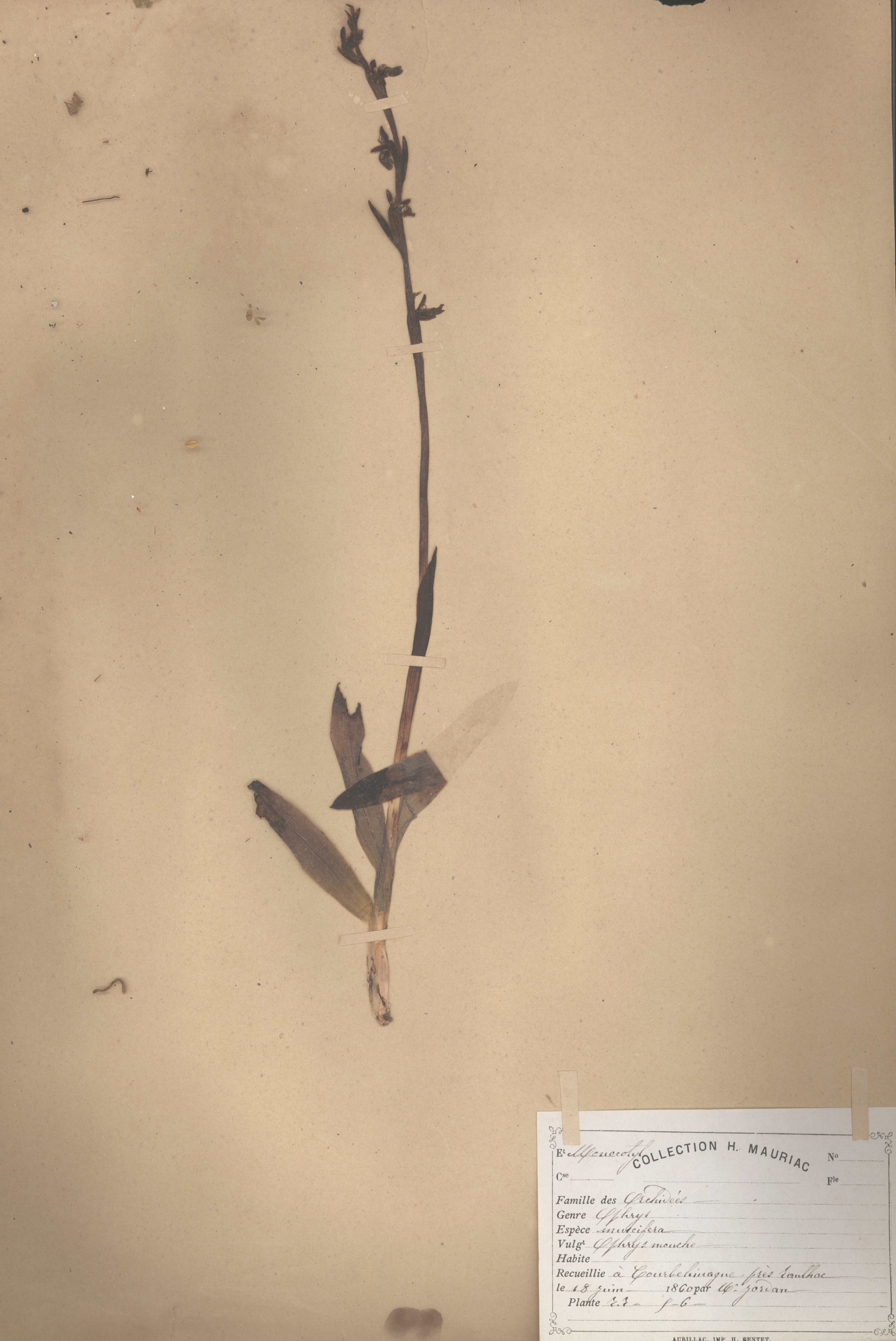 Ophrys mucifera CLF079617