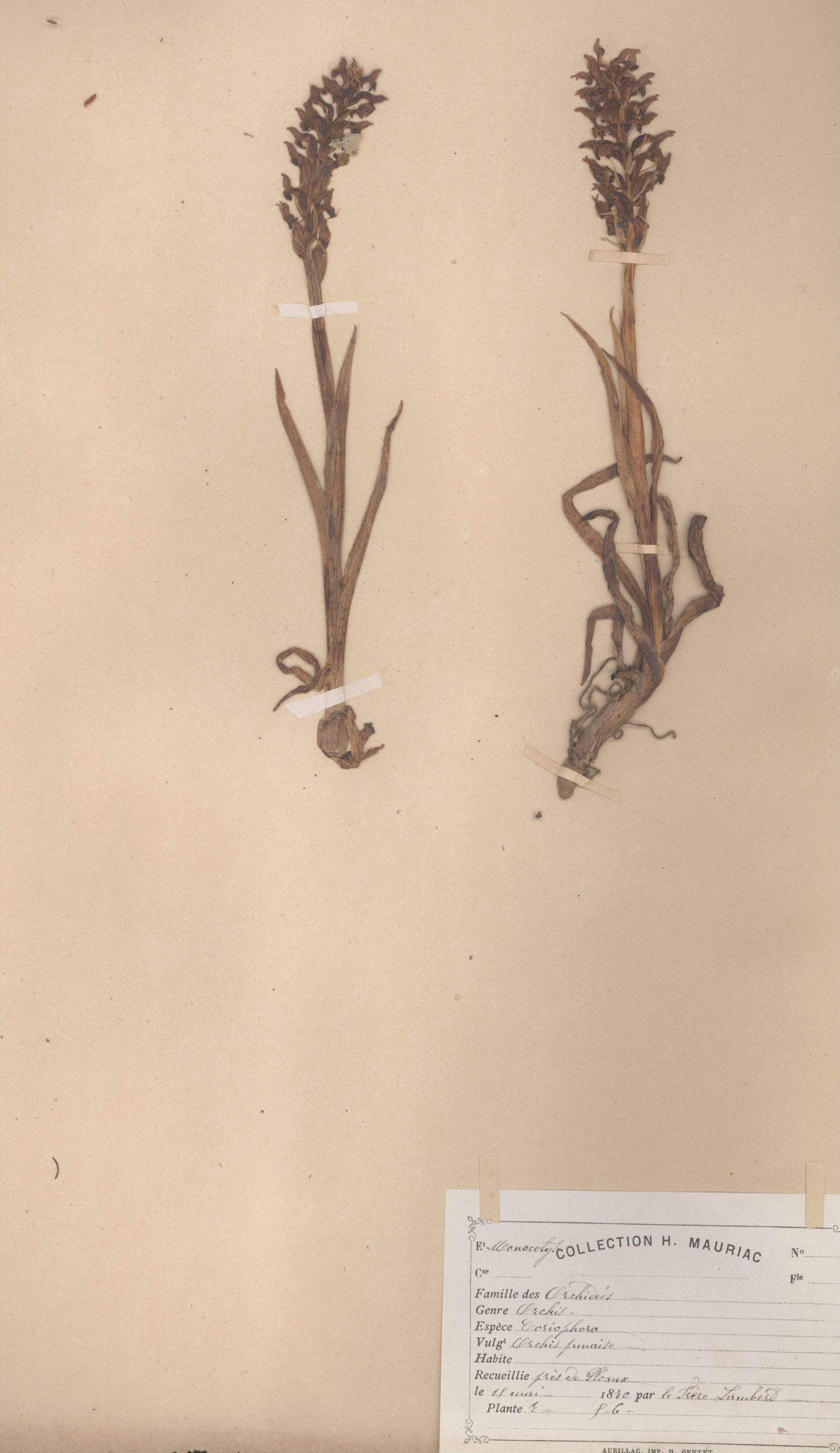 Orchis coriophora CLF079583