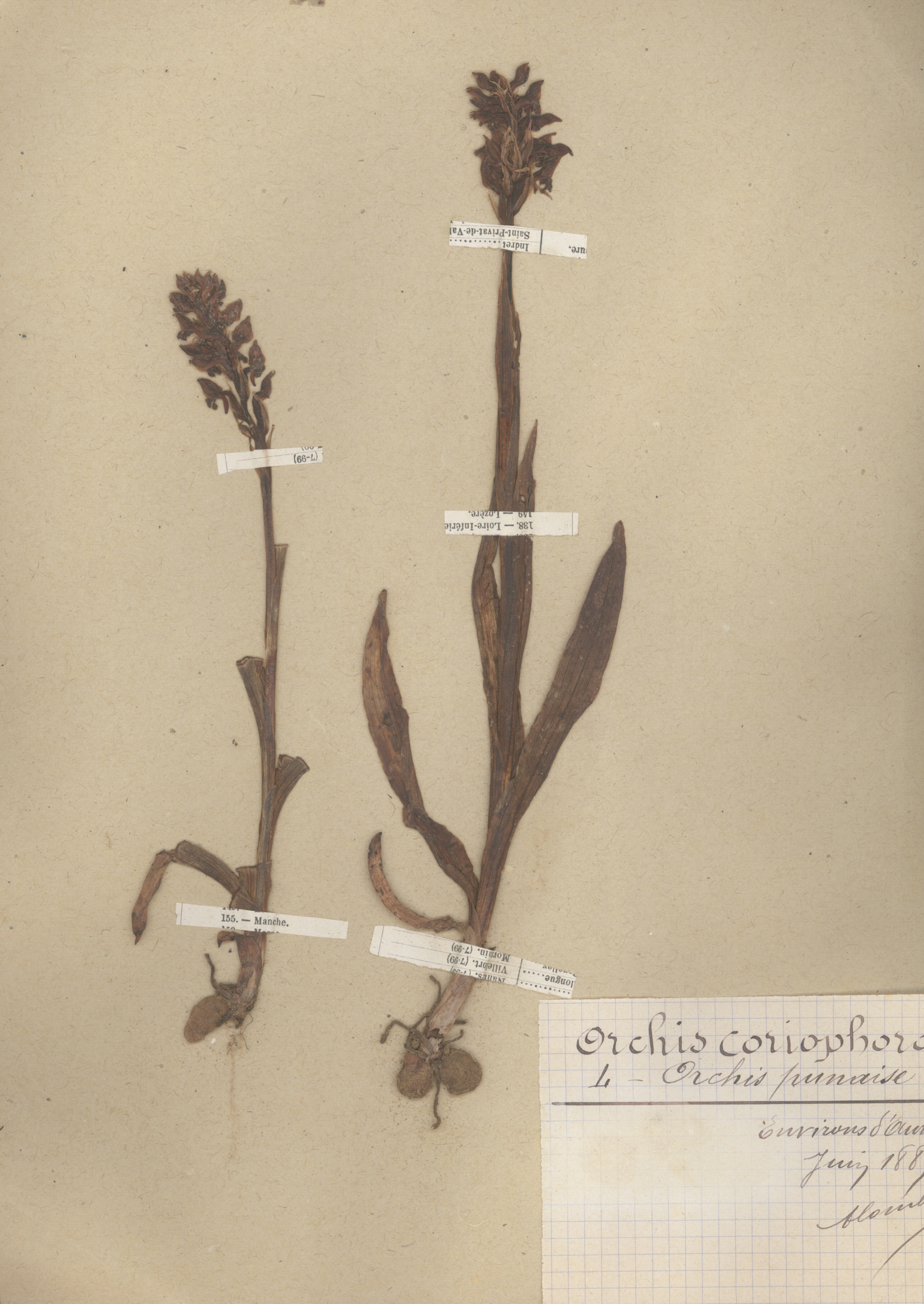 Orchis coriophora CLF079586