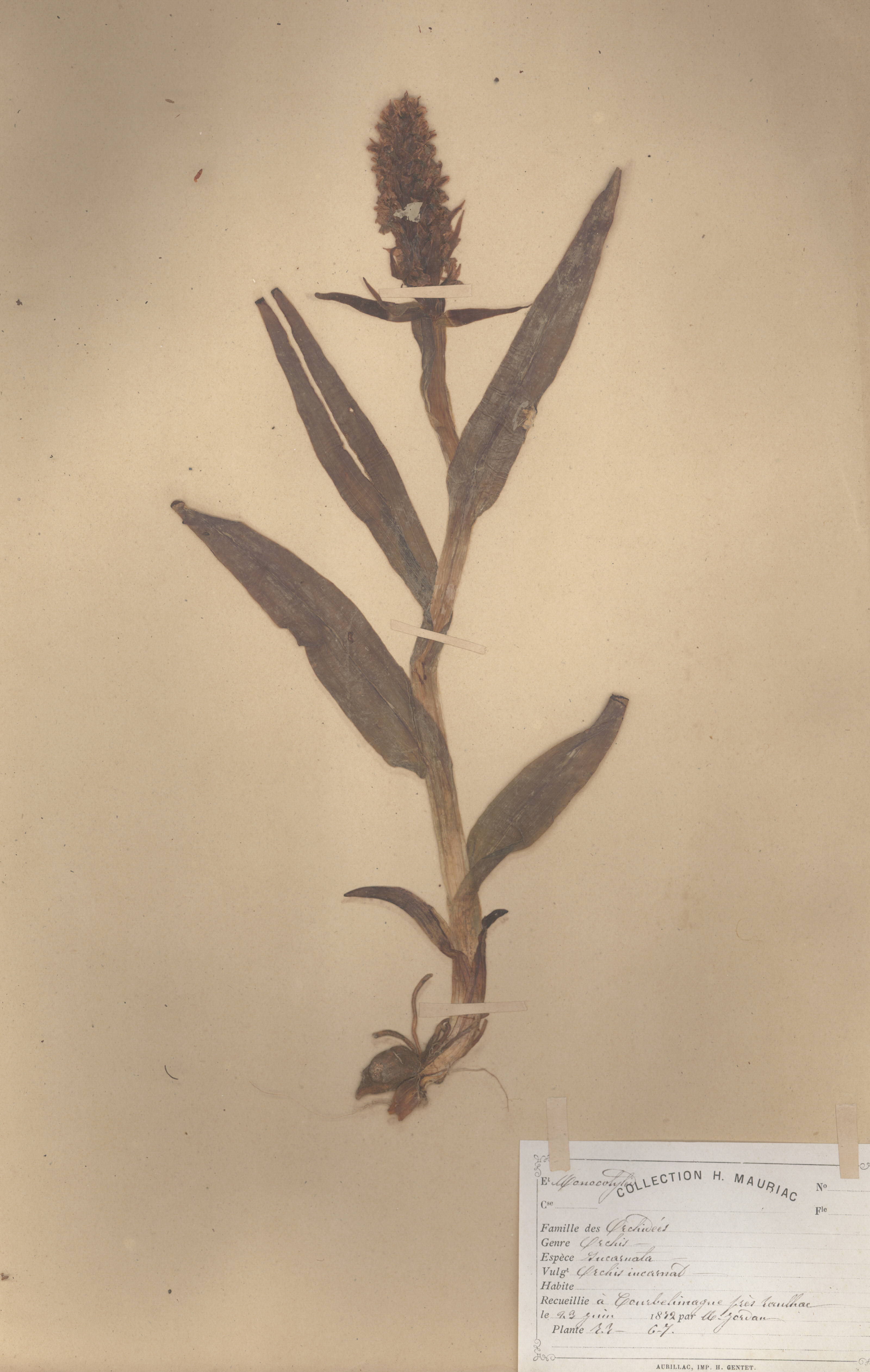 Orchis incarnata CLF079585