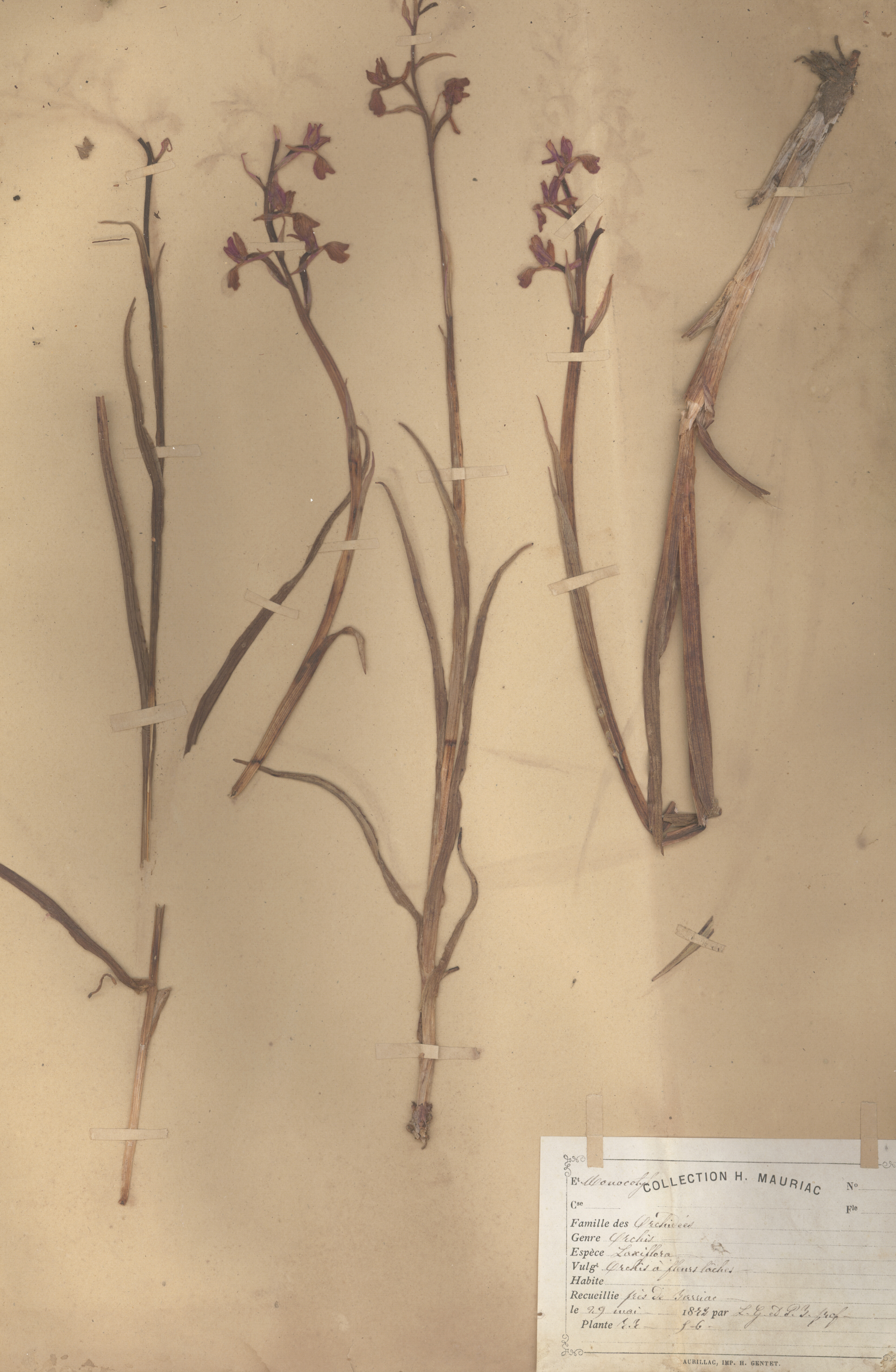 Orchis laxiflora CLF079614