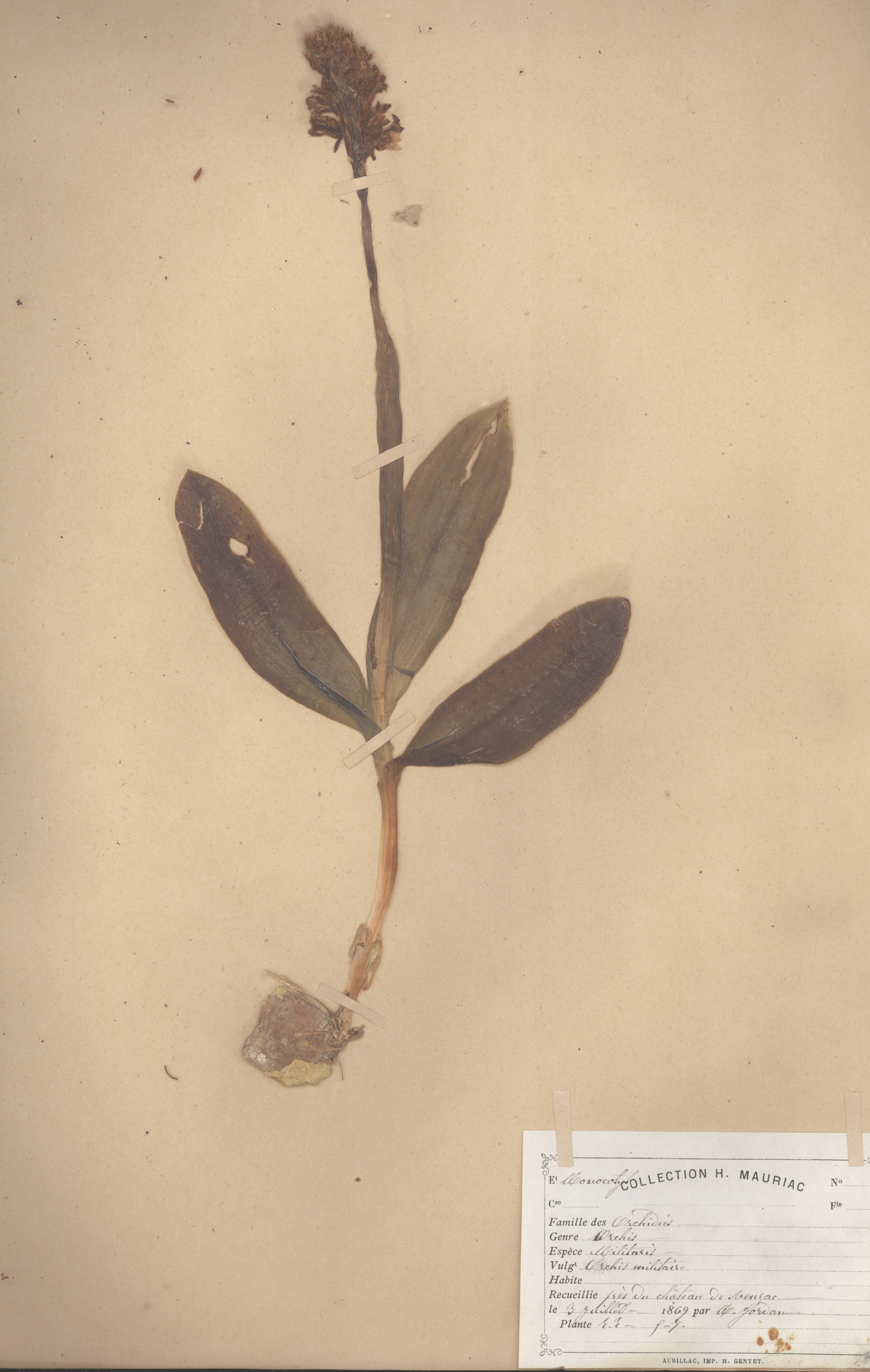 Orchis militaris CLF079584