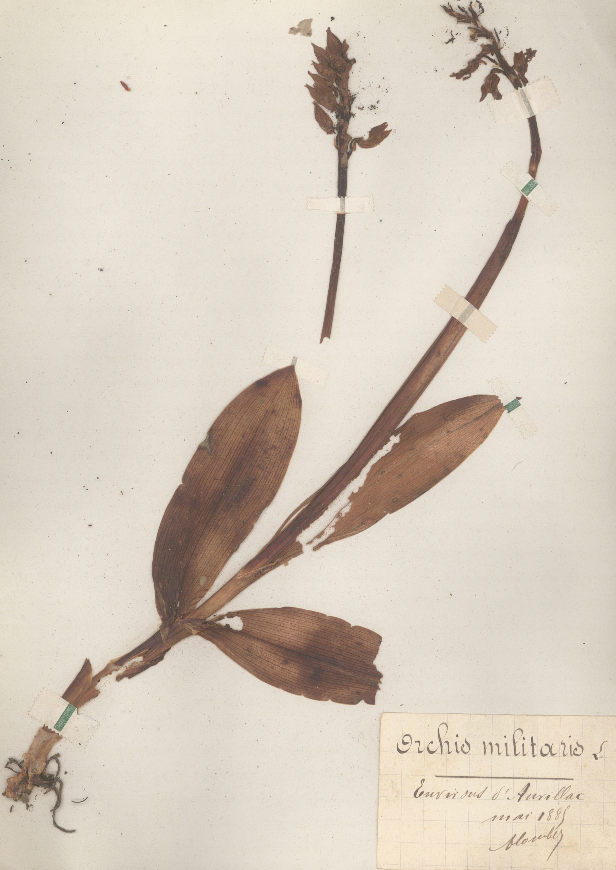 Orchis militaris CLF079587