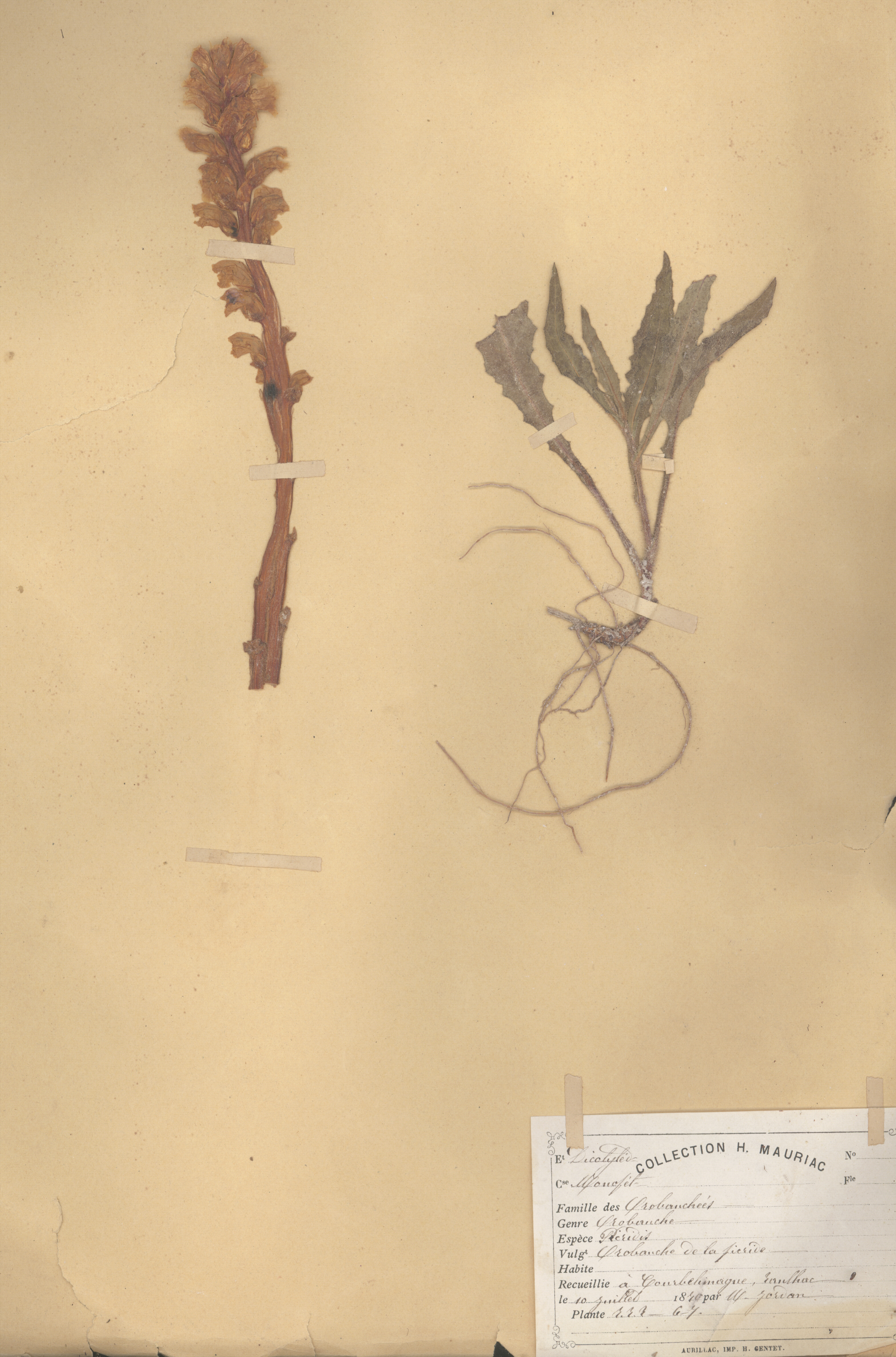 Orobanche picridis CLF079575