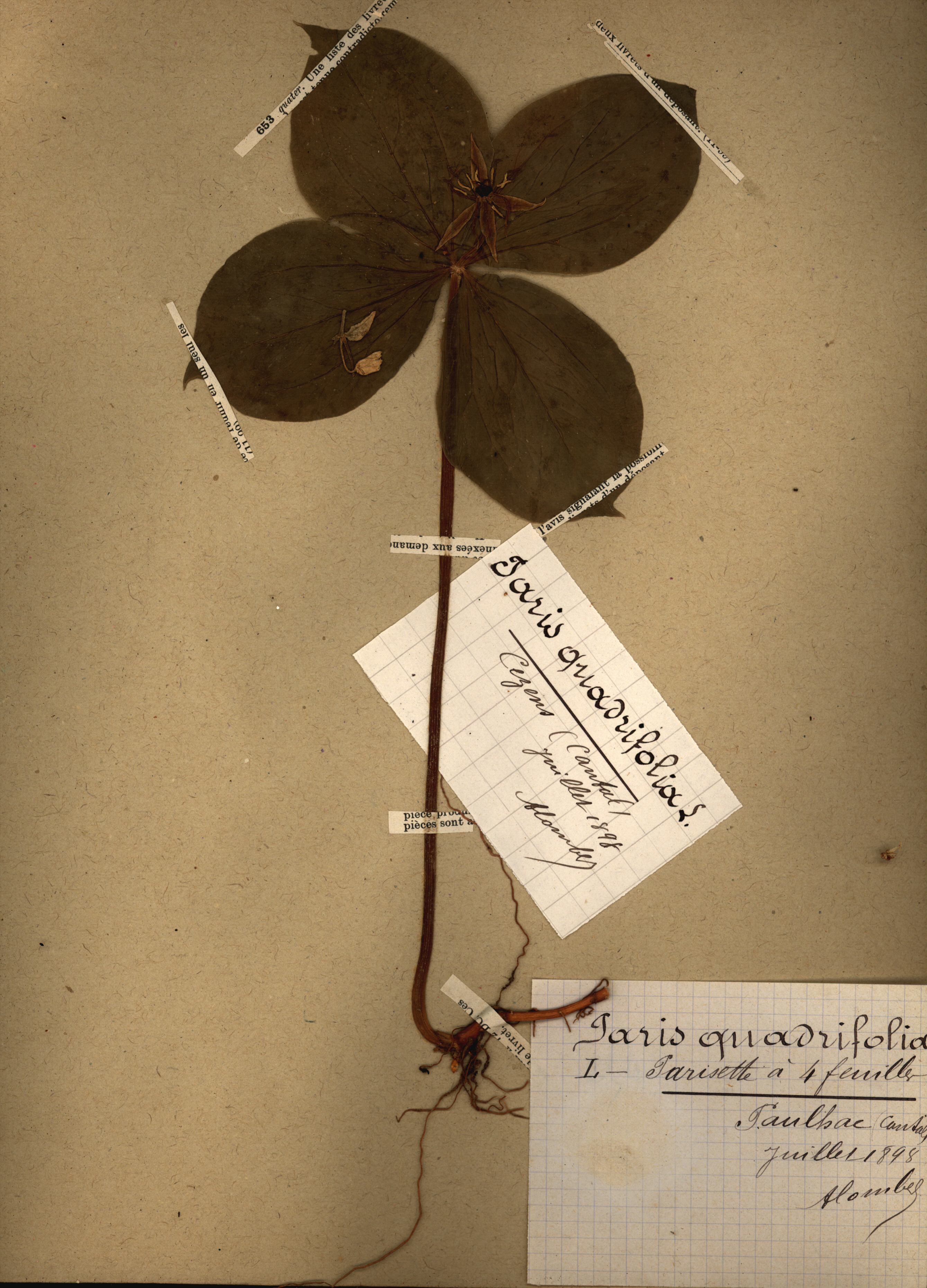 Paris quadrifolia