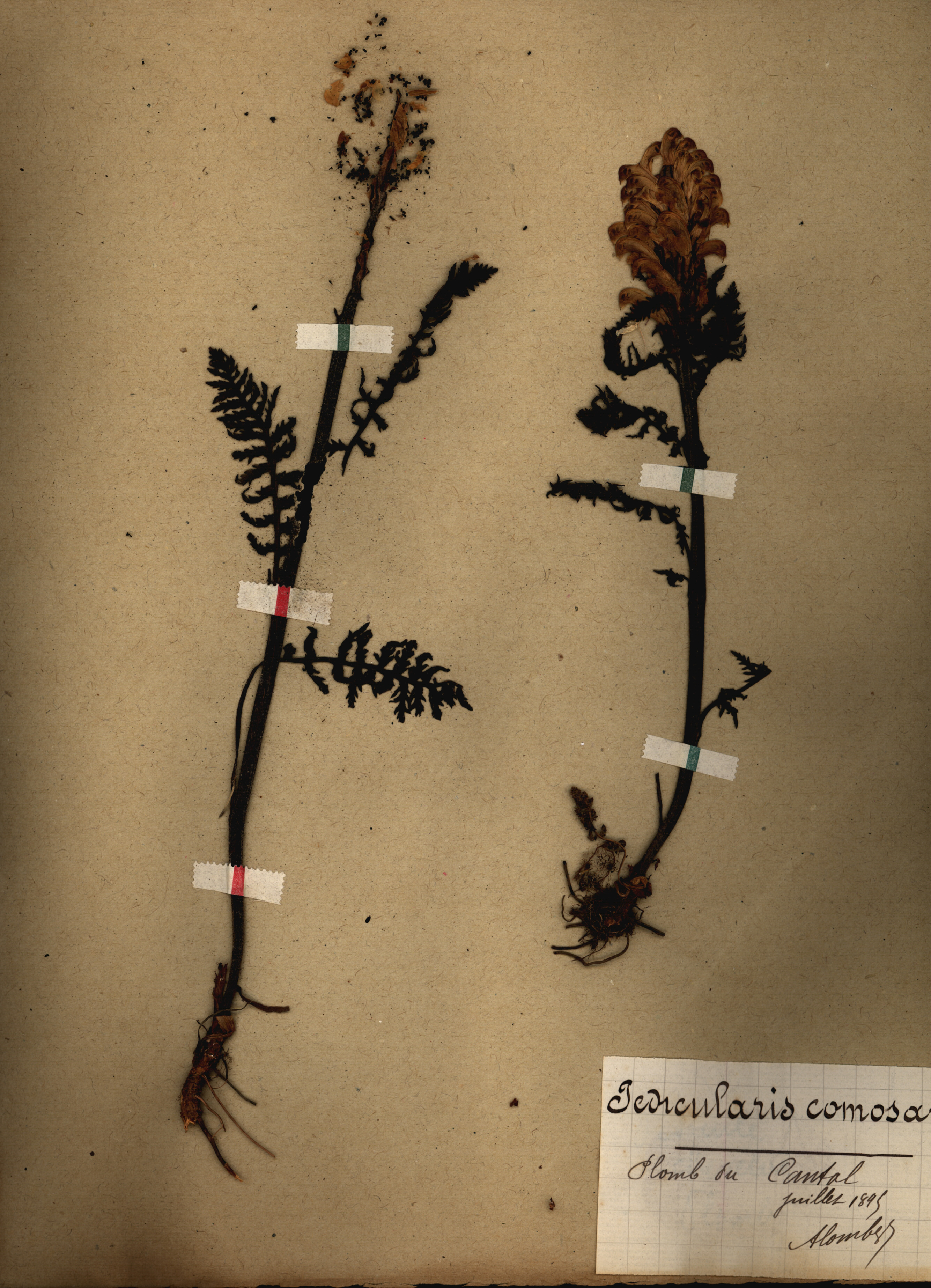 Pedicularis comosa CLF079514