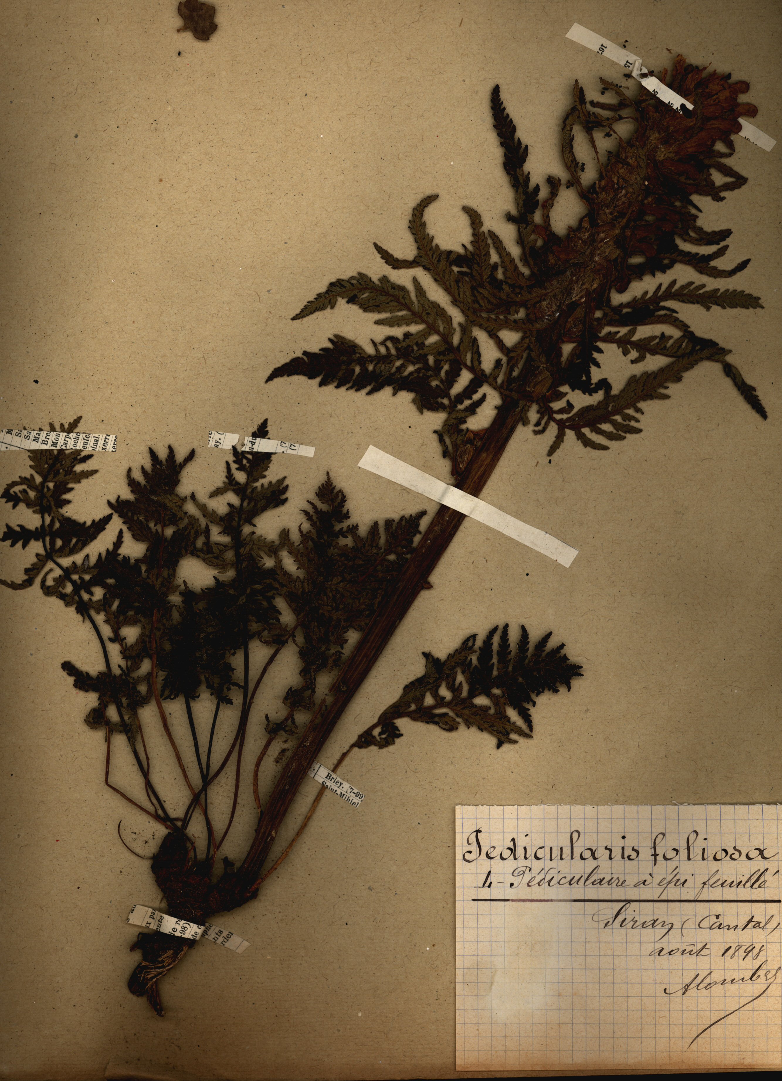 Pedicularis foliosa CLF079515