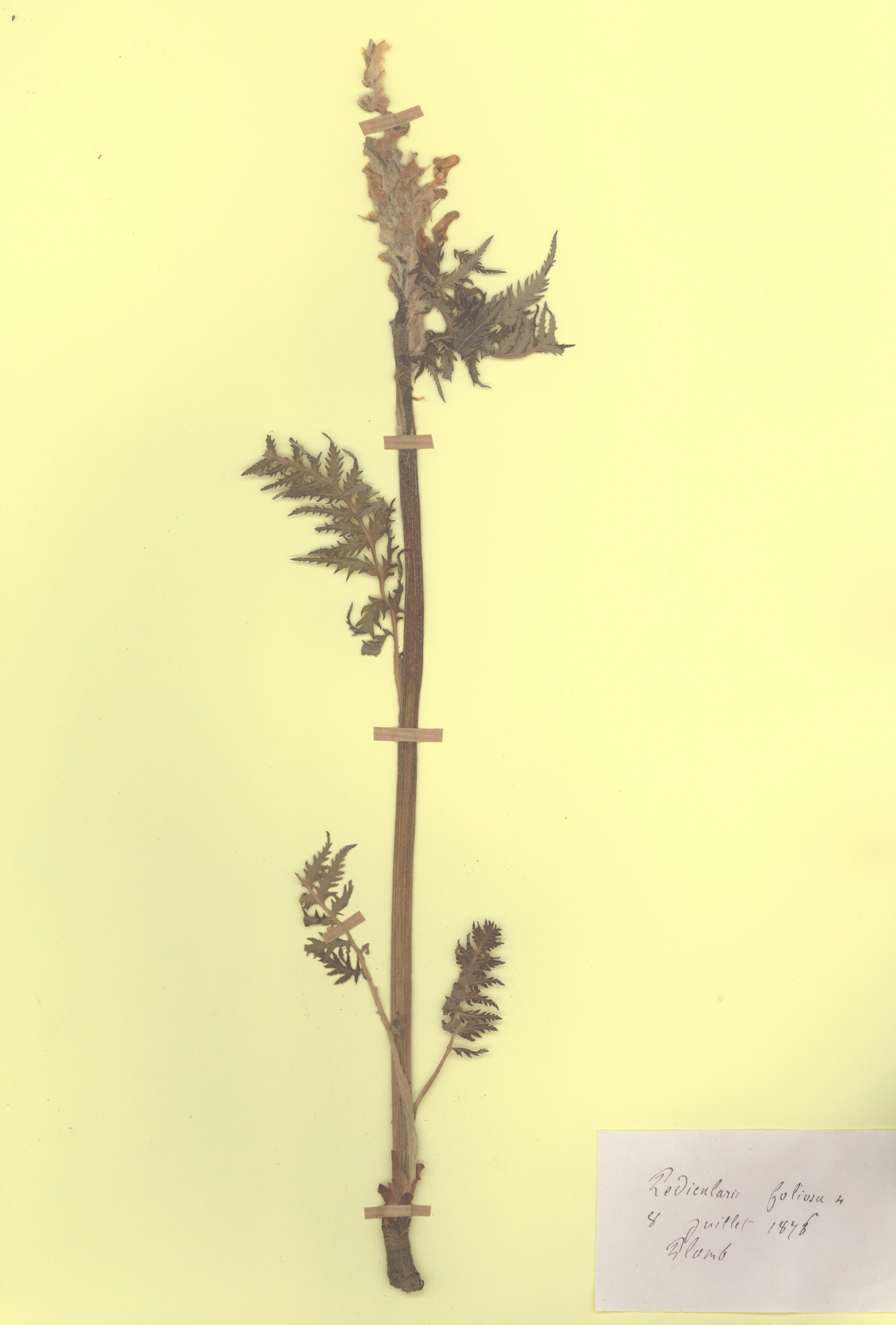 Pedicularis foliosa CLF079623