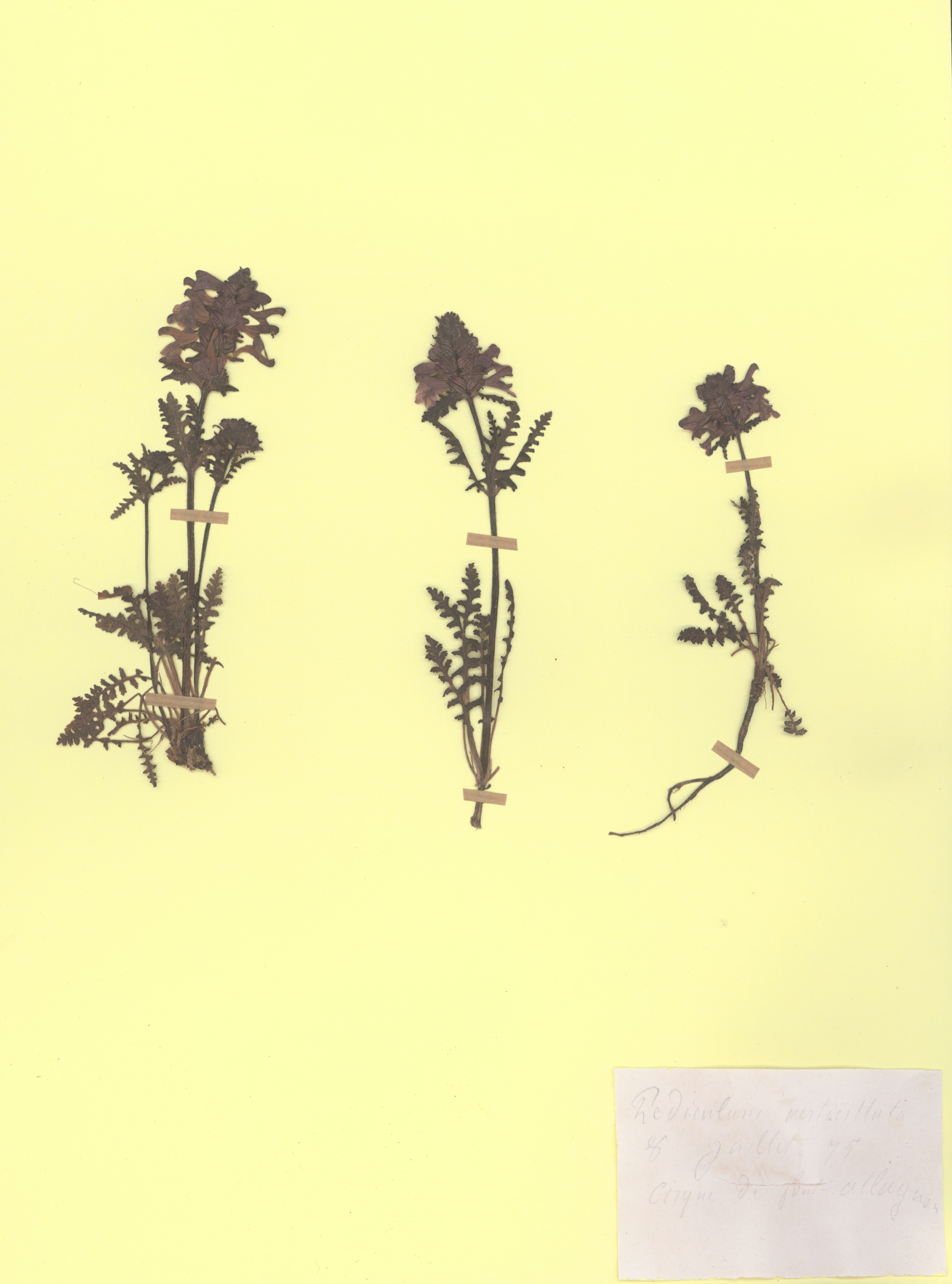 Pedicularis verticilliata CLF079624