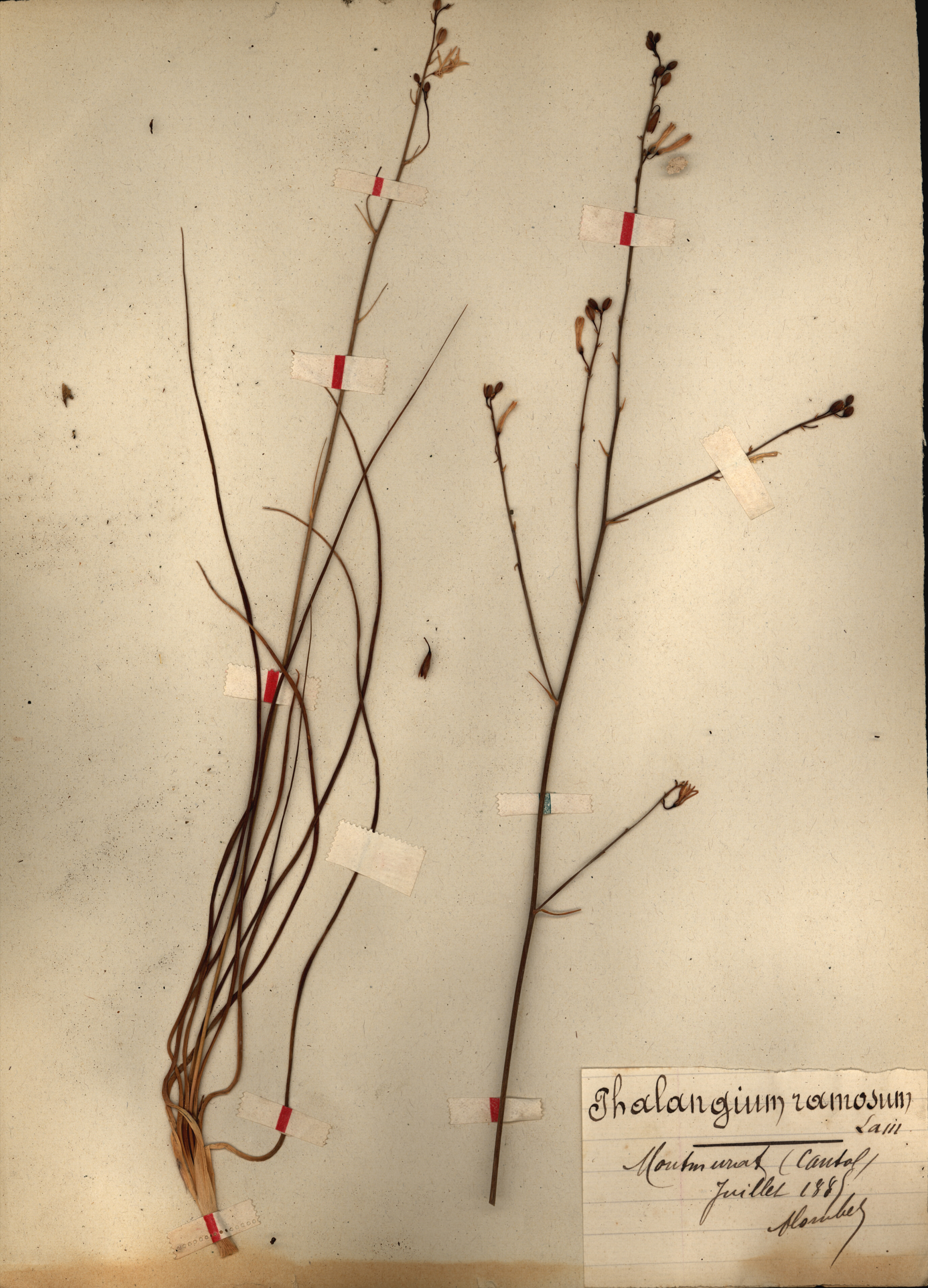 Phalangium ramosum CLF079530
