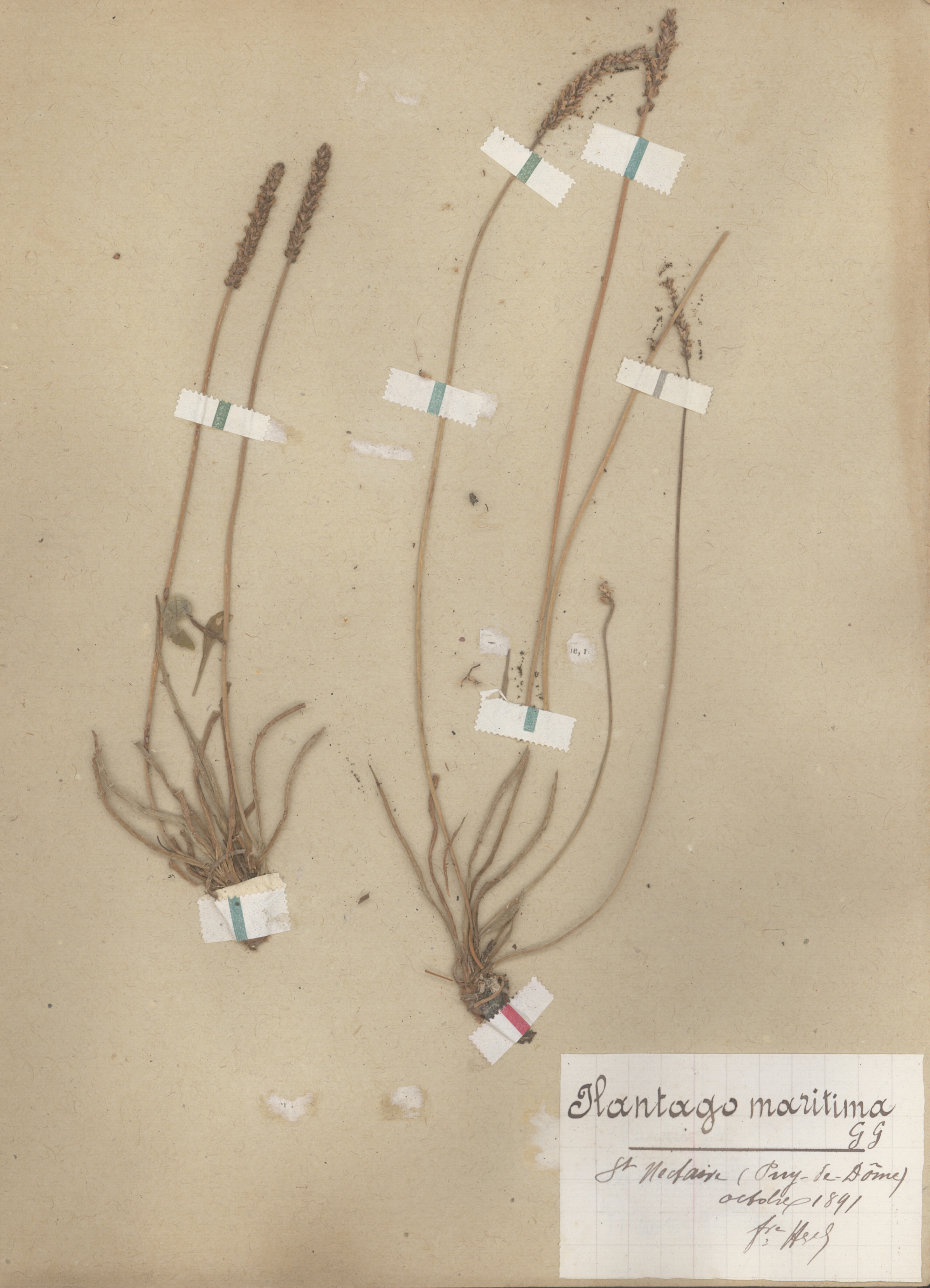 Plantago maritima CLF079579