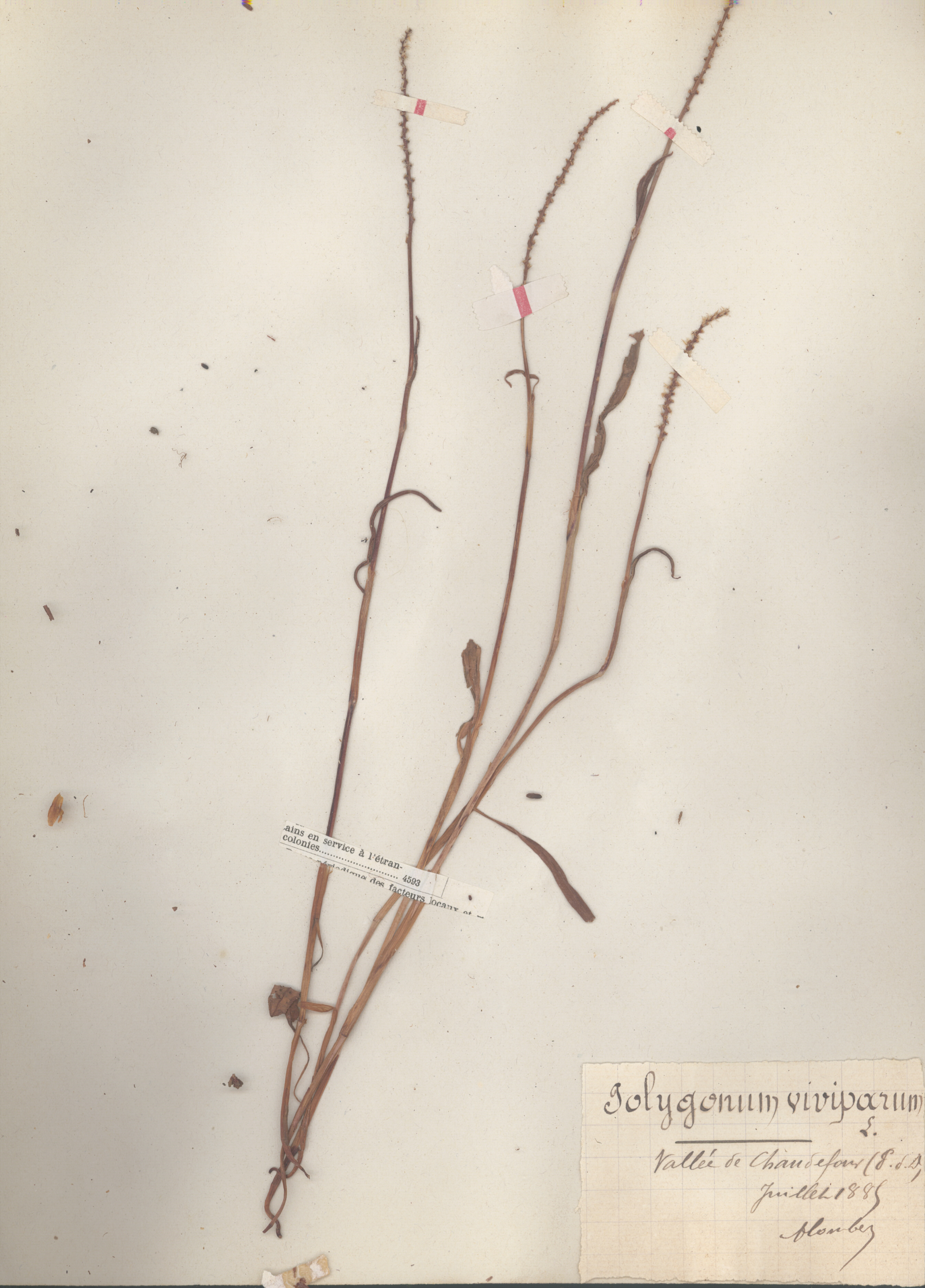 Polygonum viviparum CLF079571