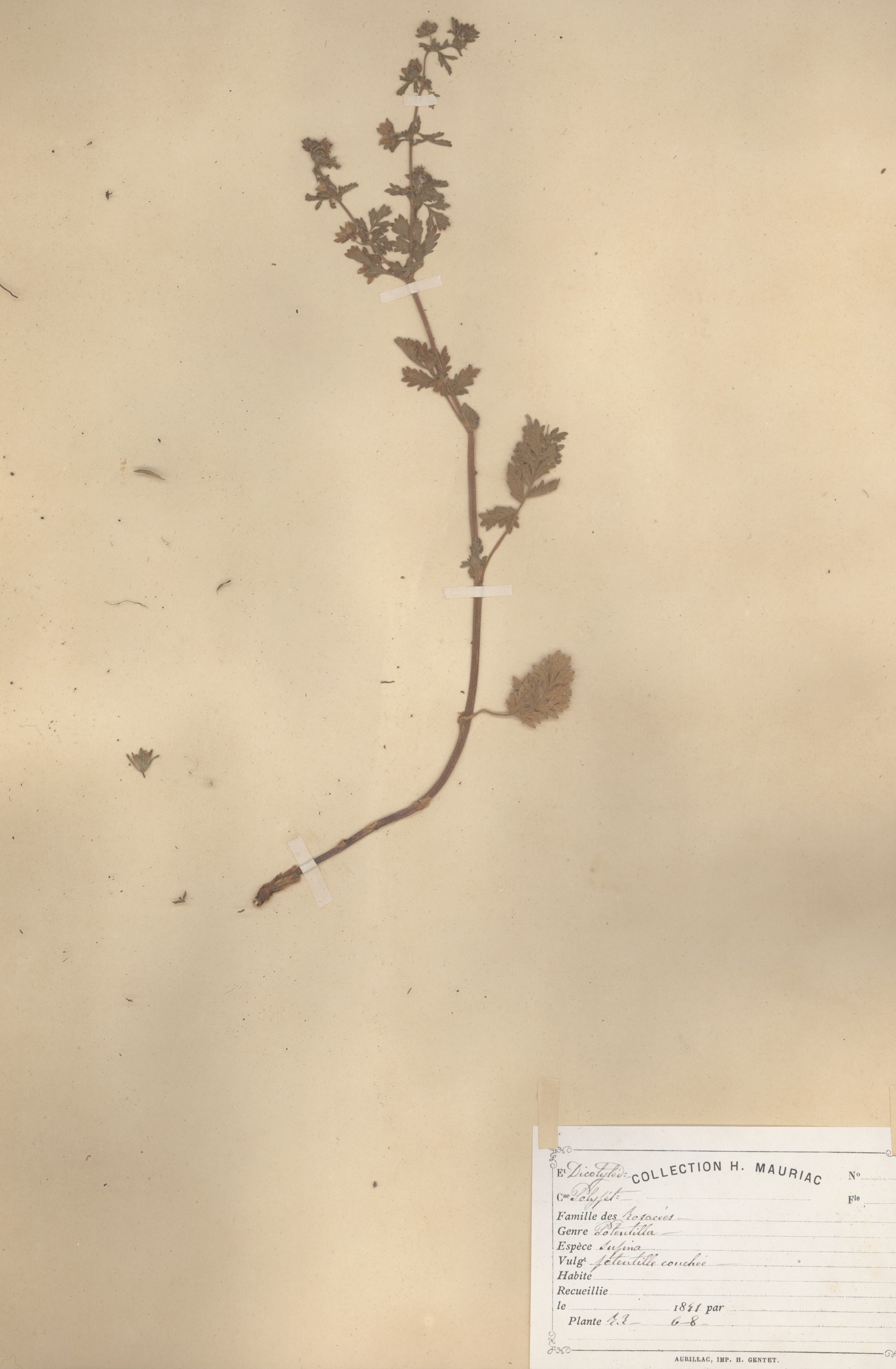 Potentilla supina CLF079607