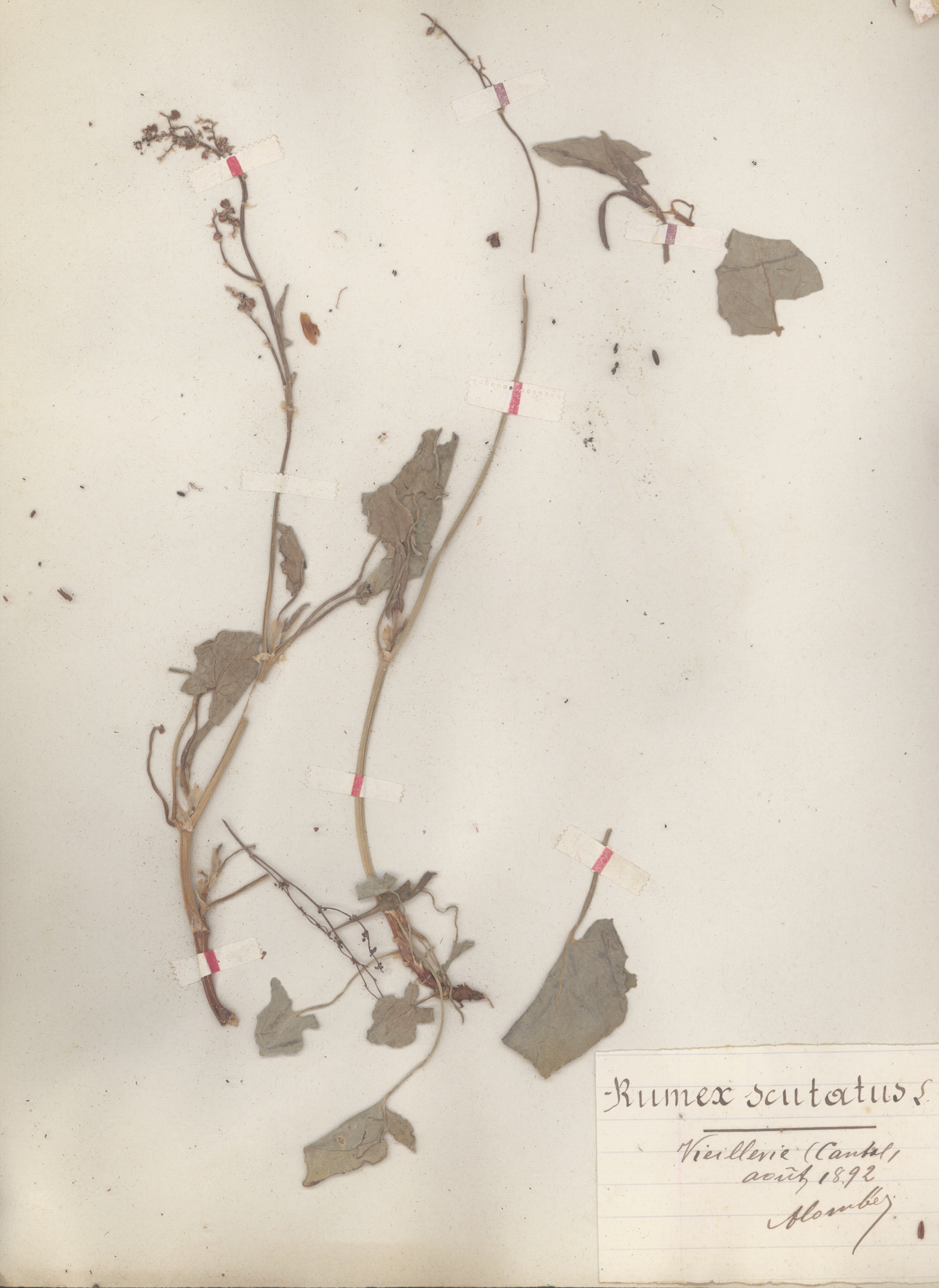 Rumex scutatus CLF079572