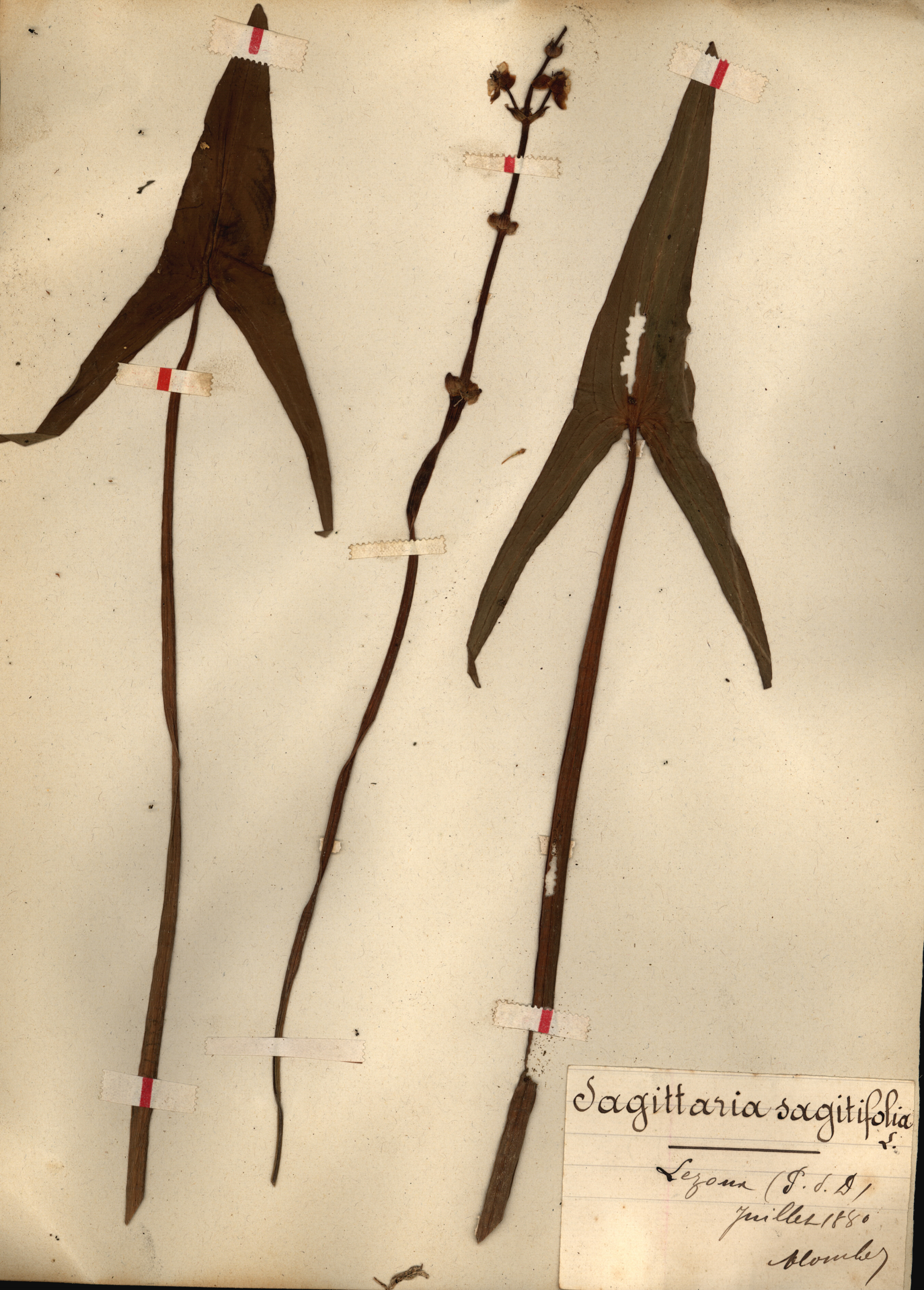 Sagittaria sagitifolia CLF079542