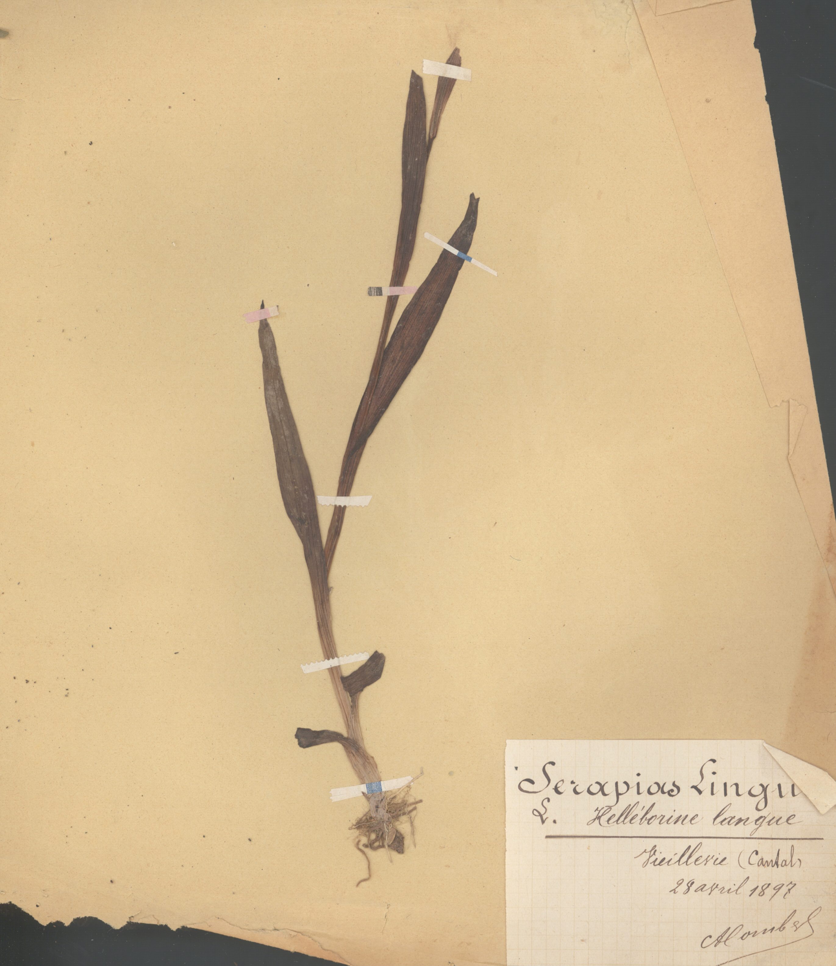 Serapias lingua CLF079582