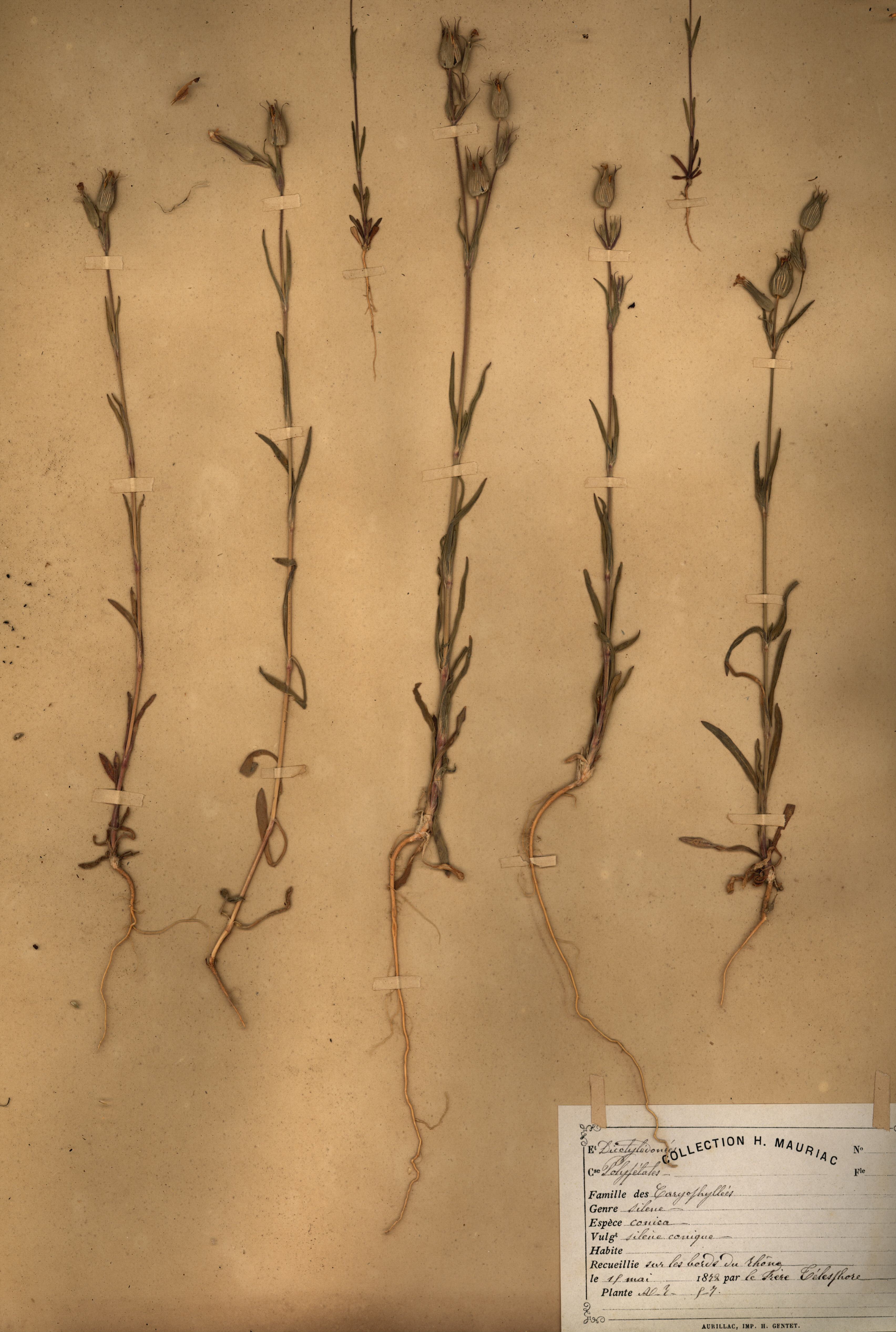 Silene conica