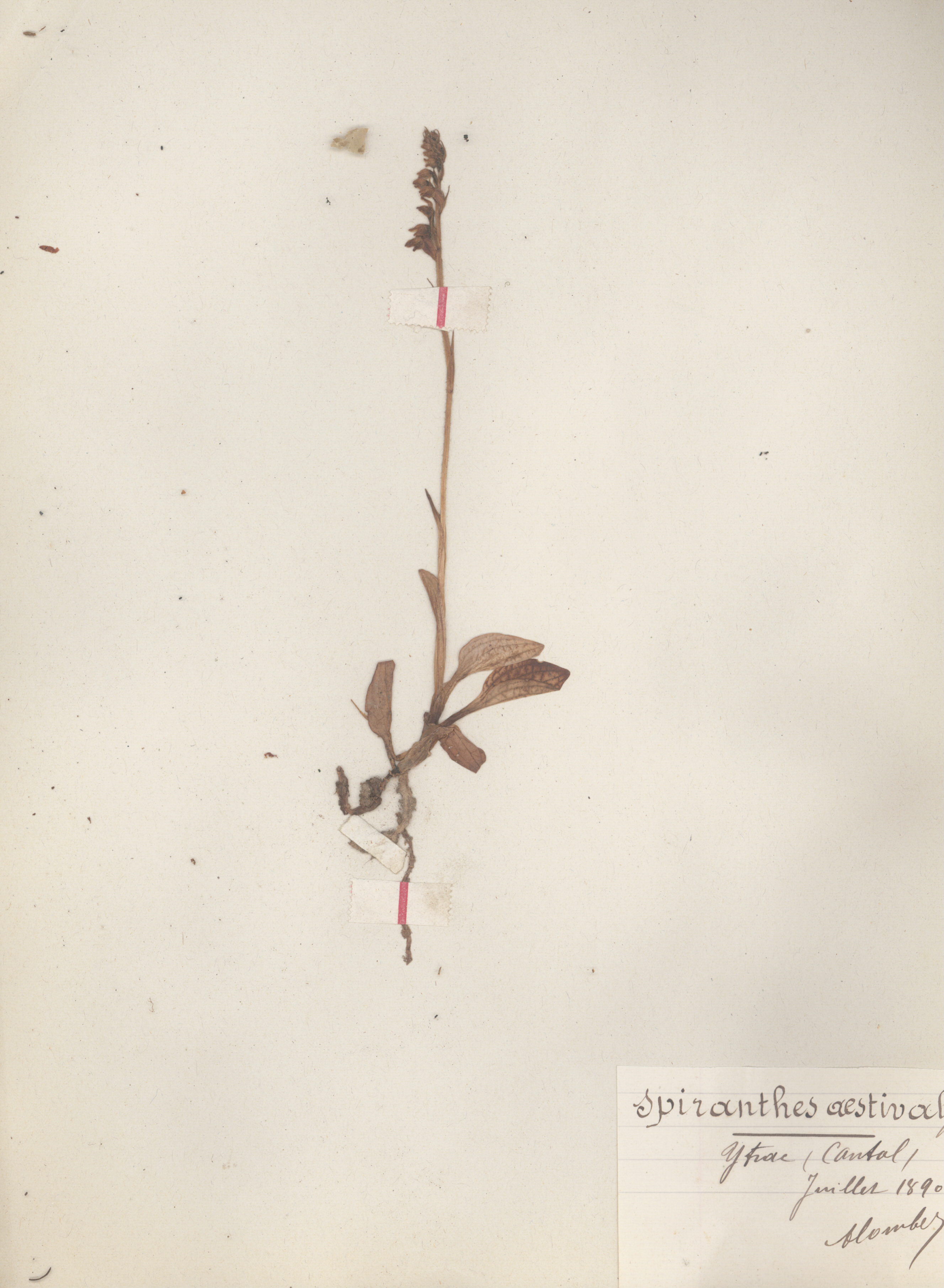 Spiranthes aestivalis CLF079589