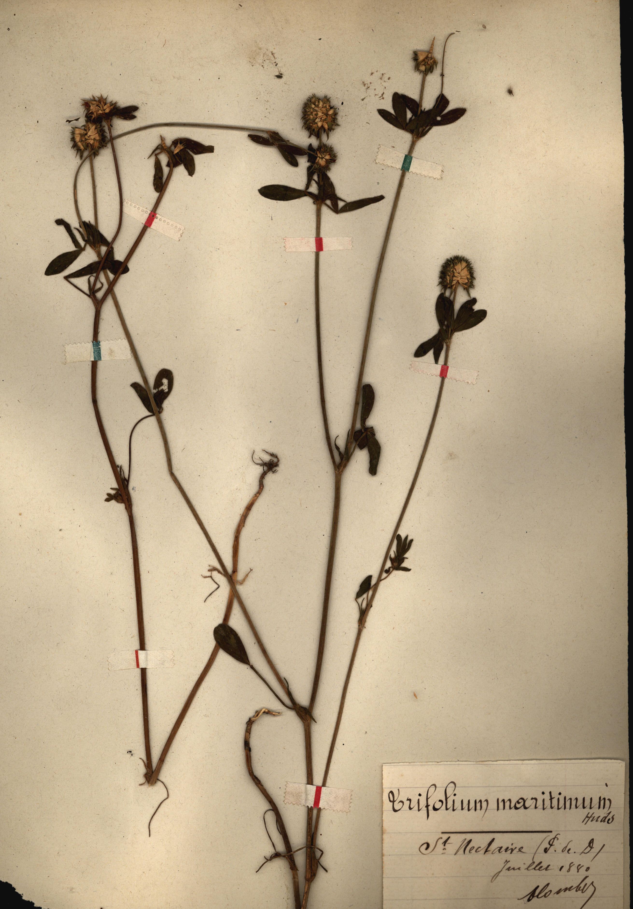 Trifolium maritimum CLF079562