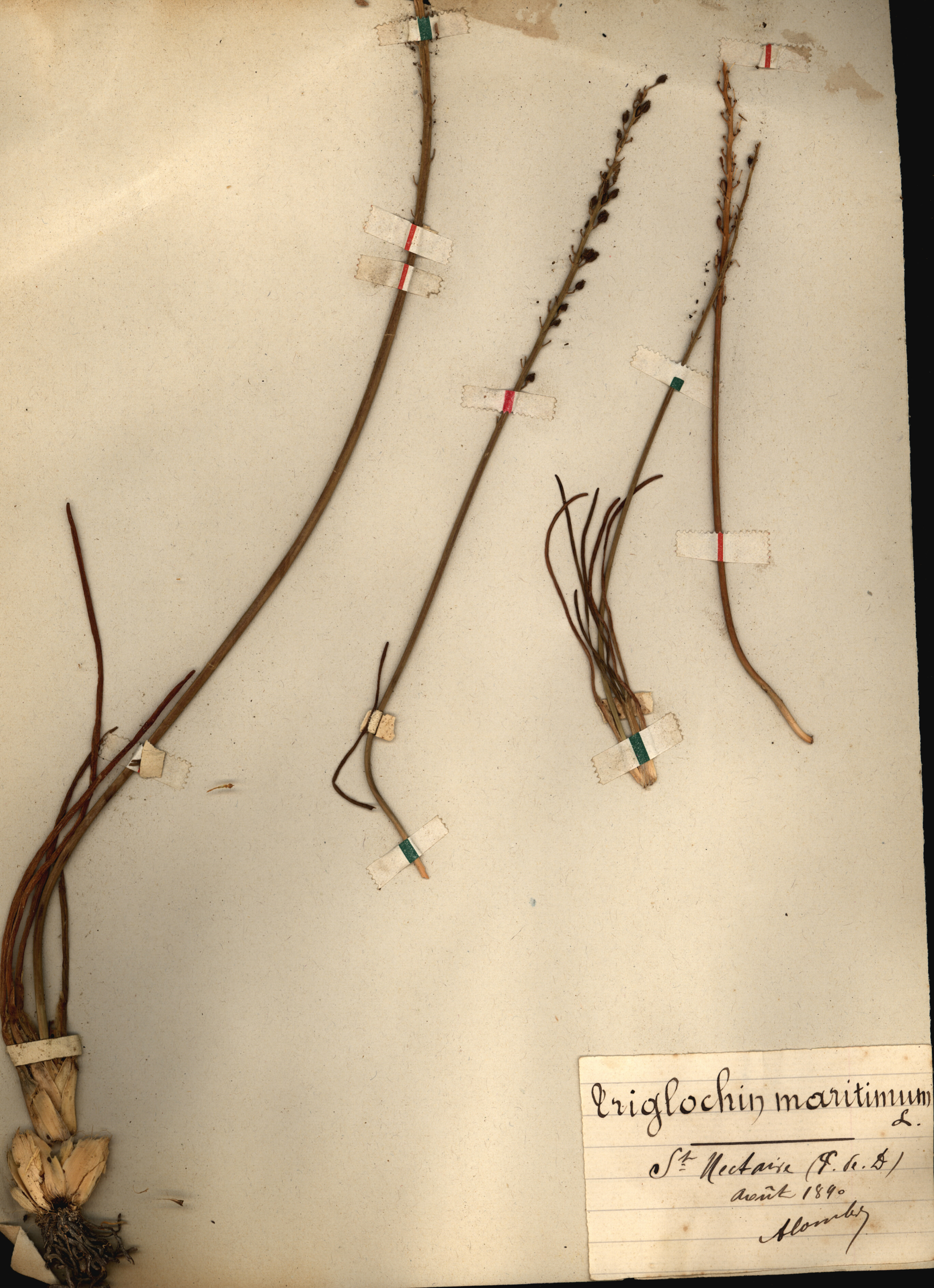 Triglochin maritimum CLF079548