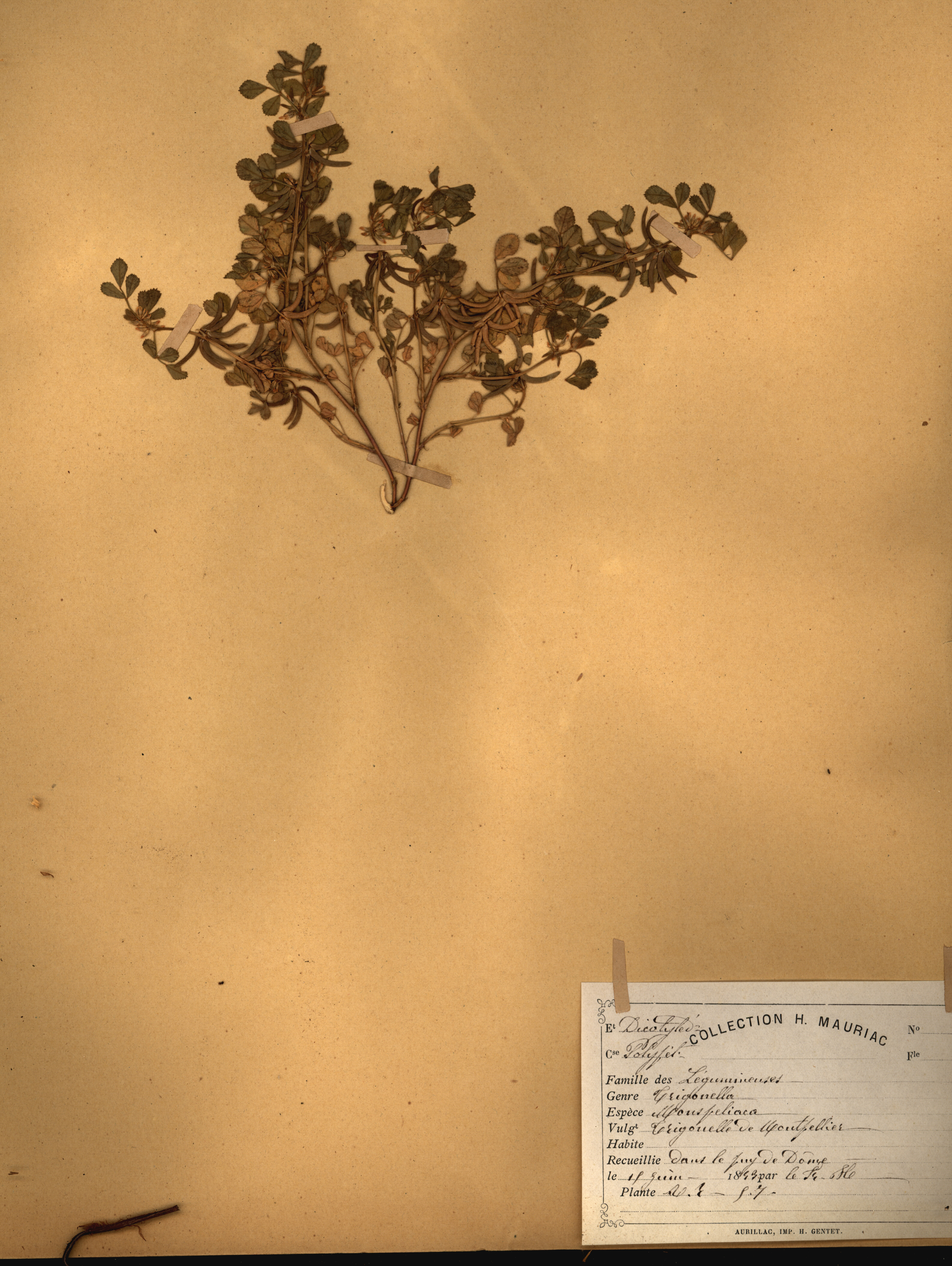 Trigonella monspeliaca CLF079561