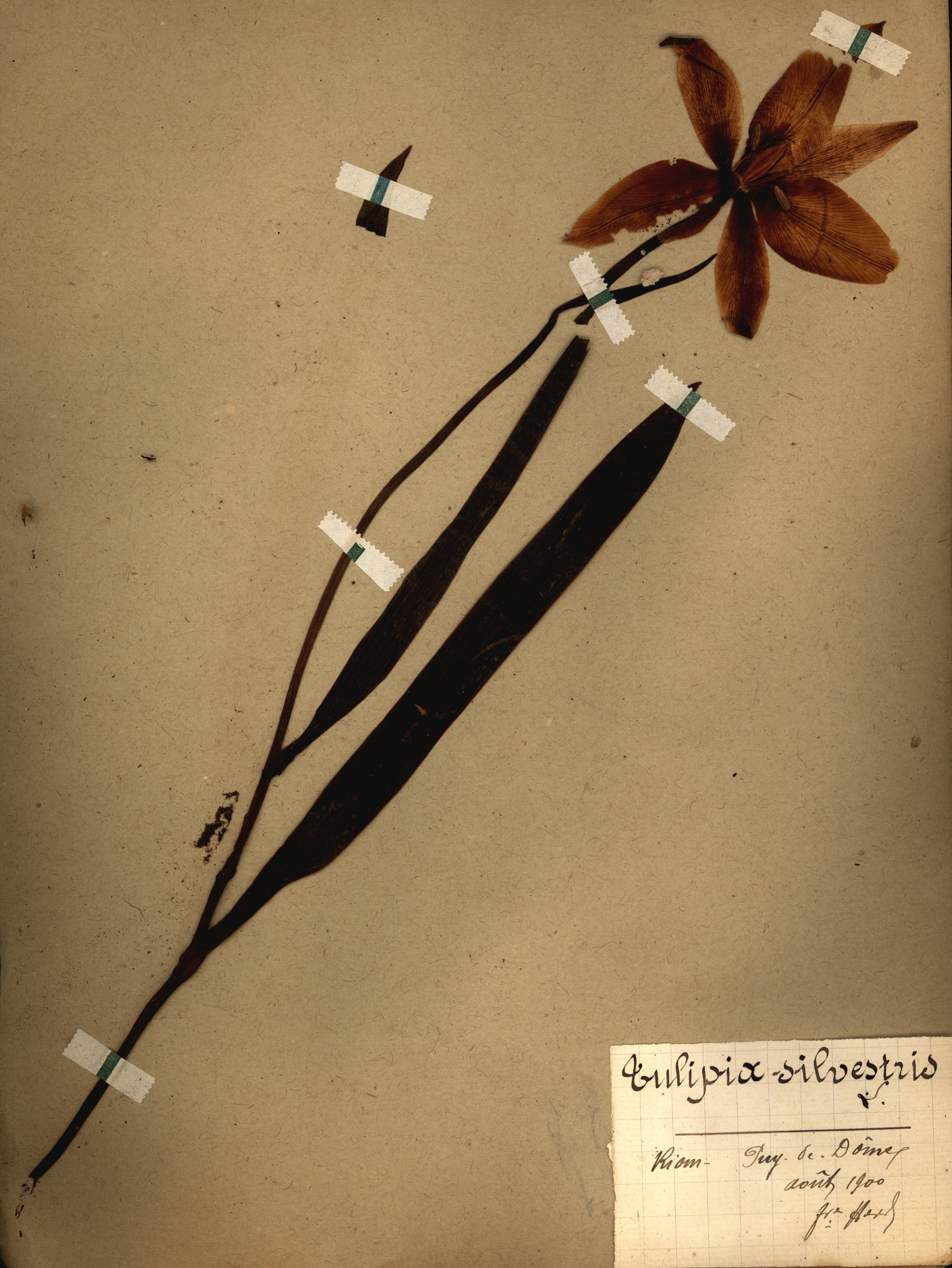 Tulipia silvestris CLF079529