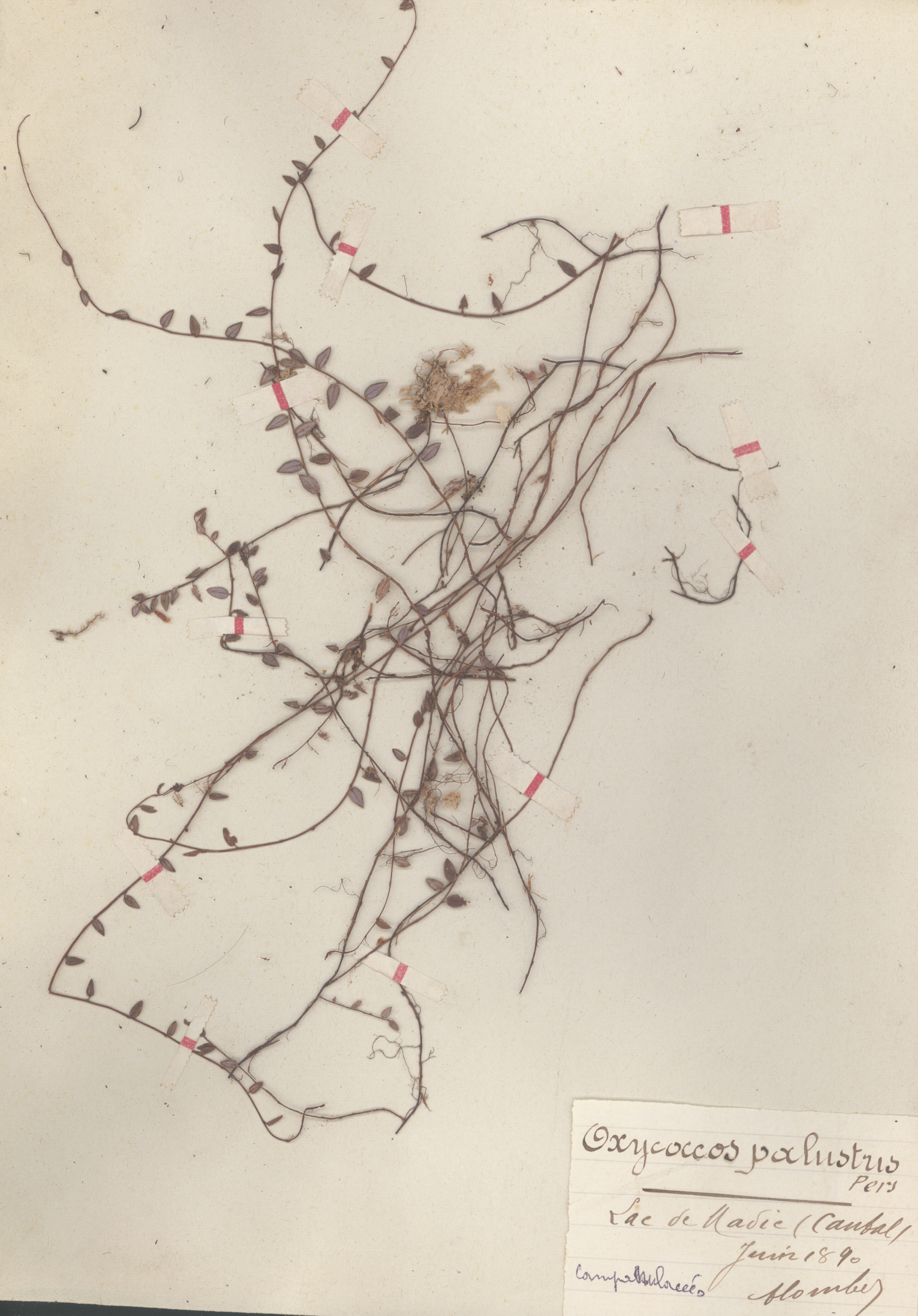 Vaccinium oxycoccos CLF079600