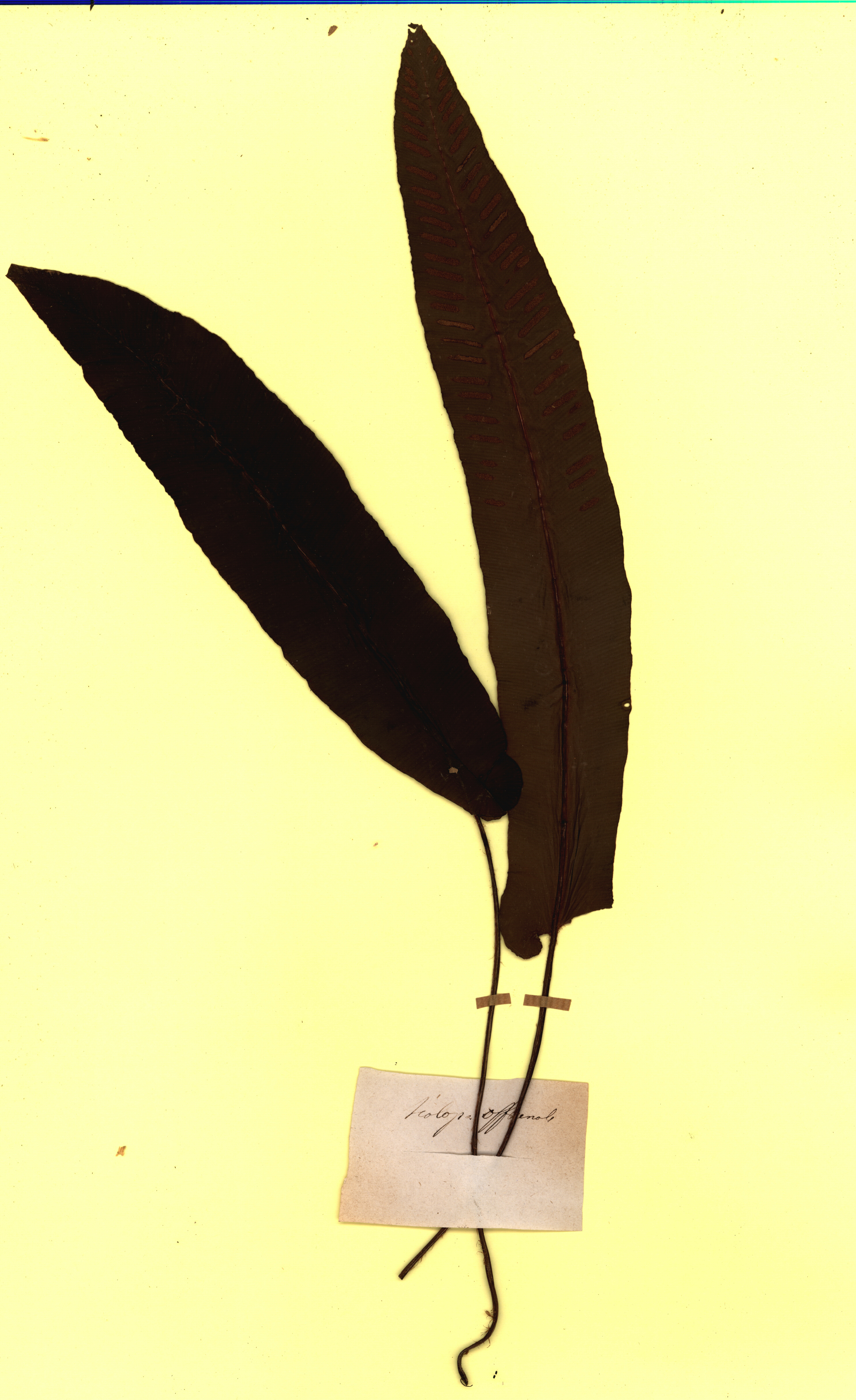 e19