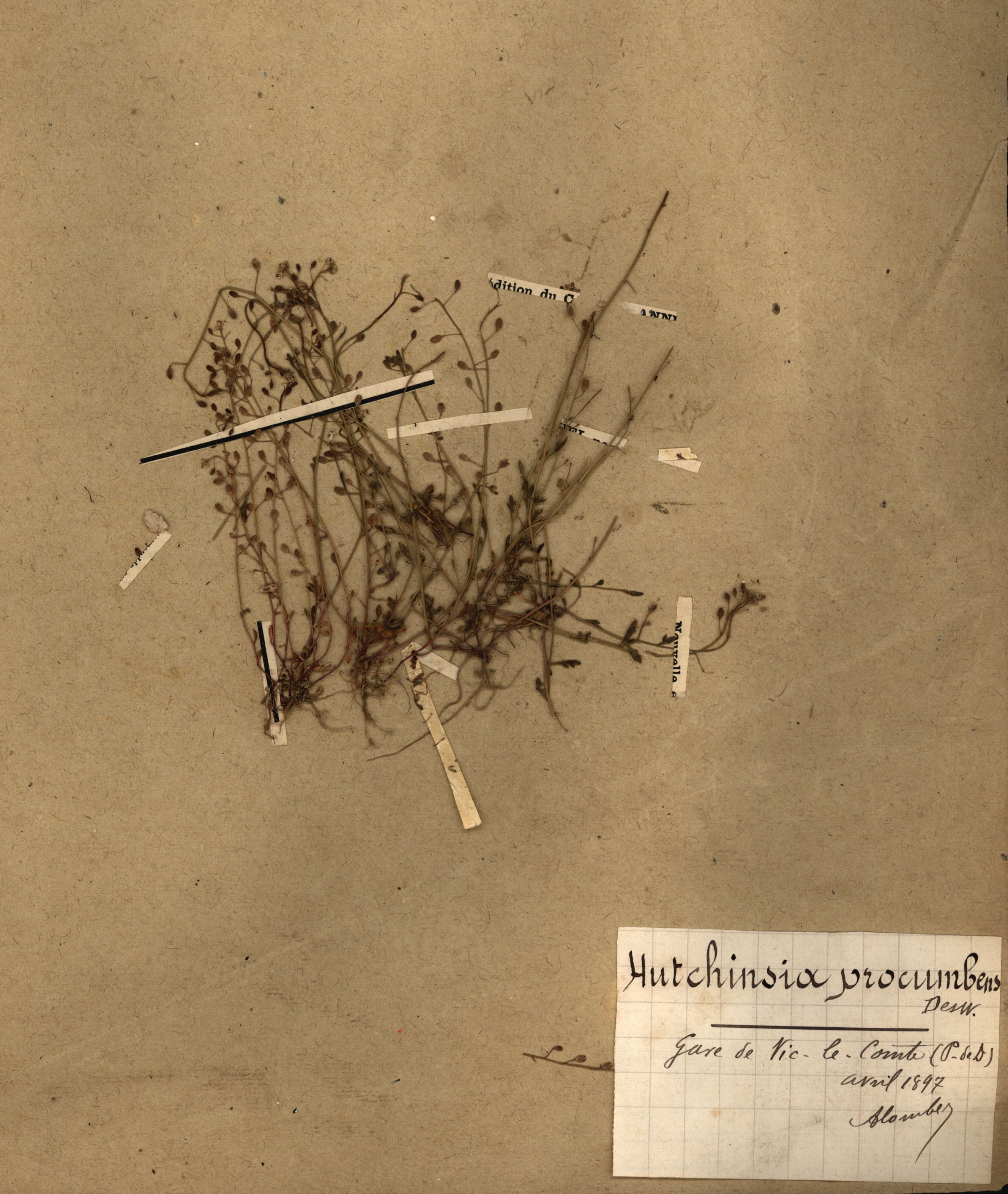 hutchinsia procumbens CLF079537