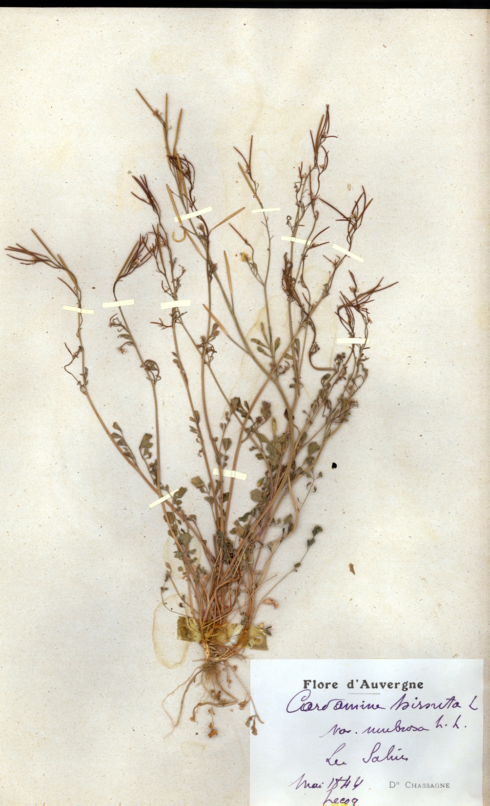 Herbier Chassagne